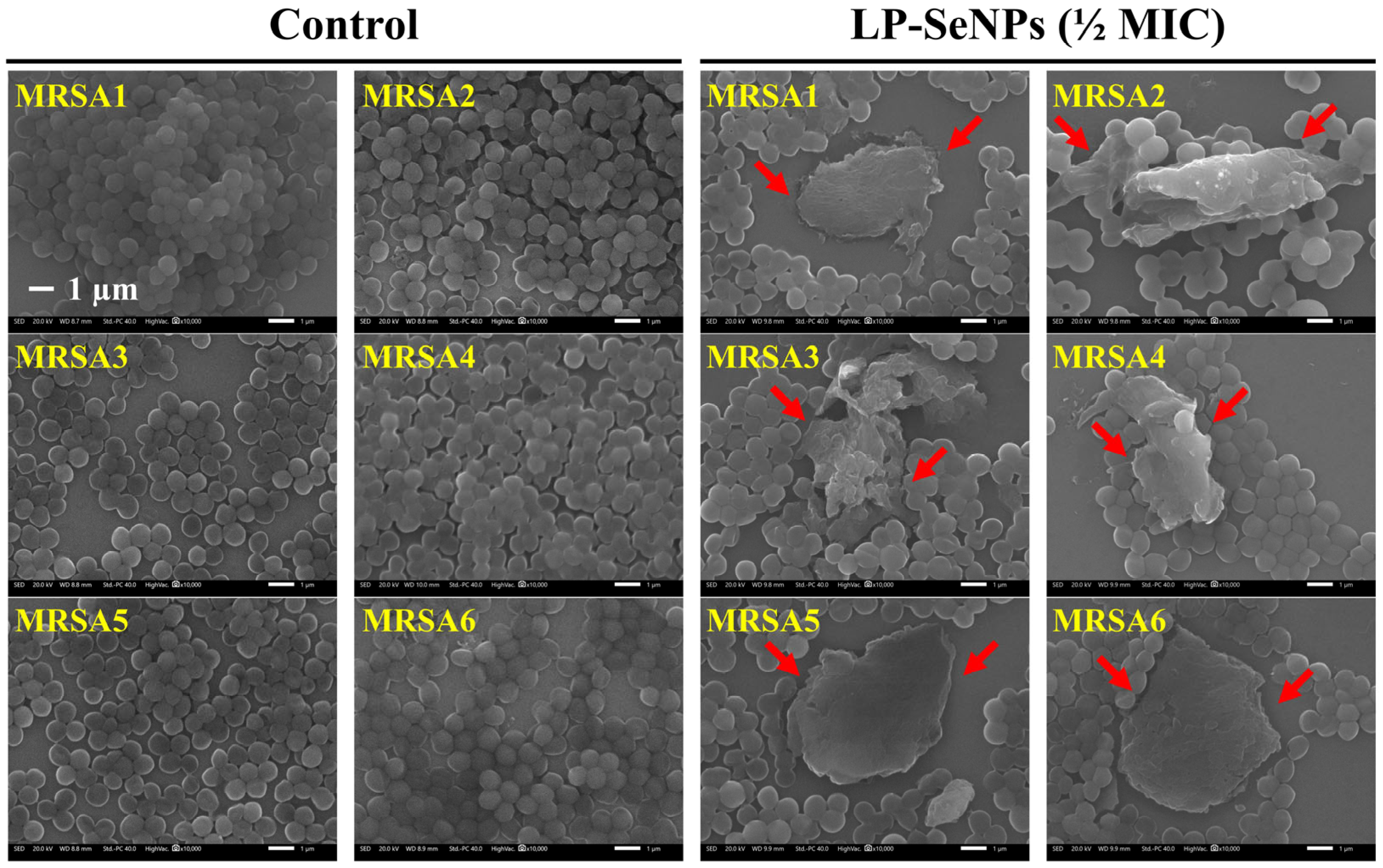 Pharmaceutics 18 00014 g011
