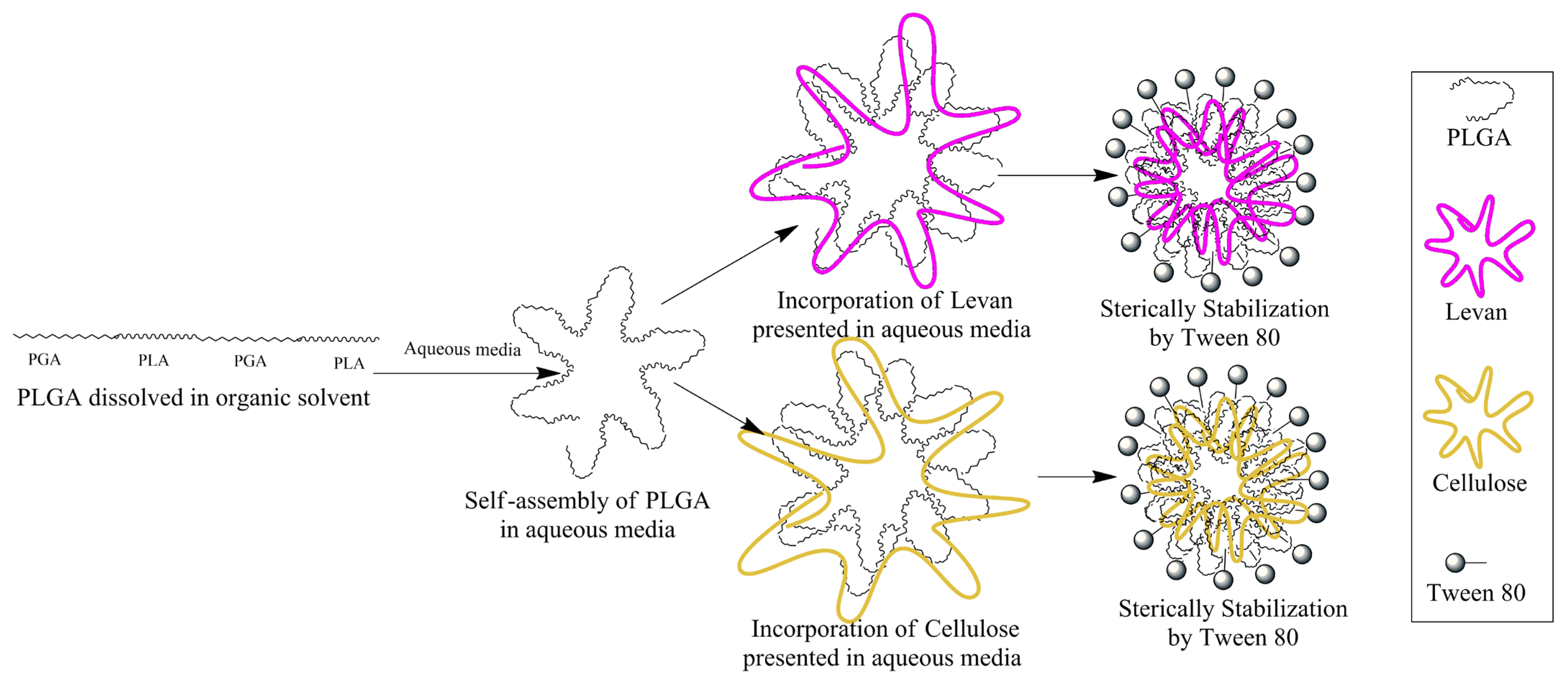 Pharmaceutics 18 00017 sch001 Pharmaceutics 18 00017 sch001