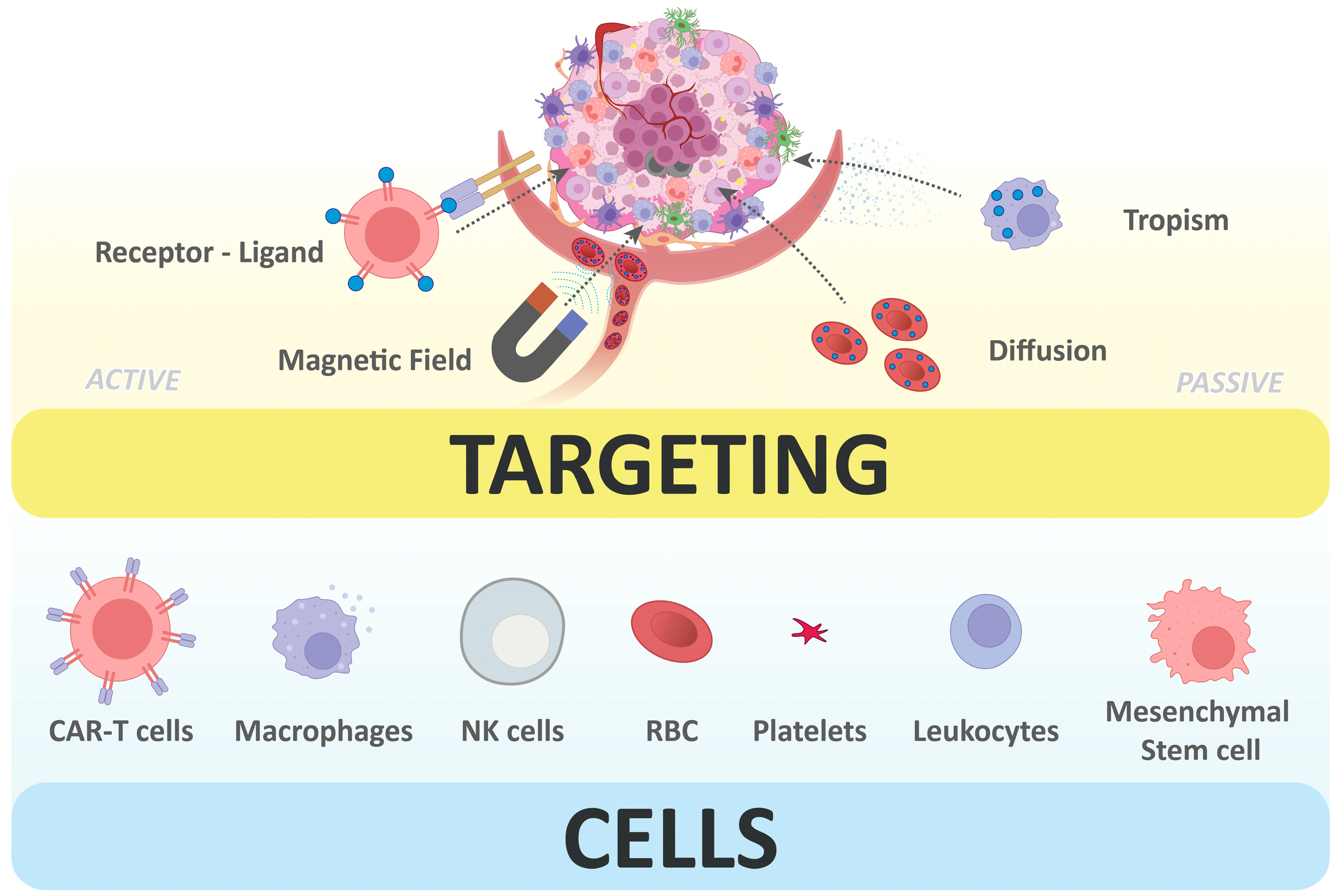 Pharmaceutics 18 00028 g001 Pharmaceutics 18 00028 g001