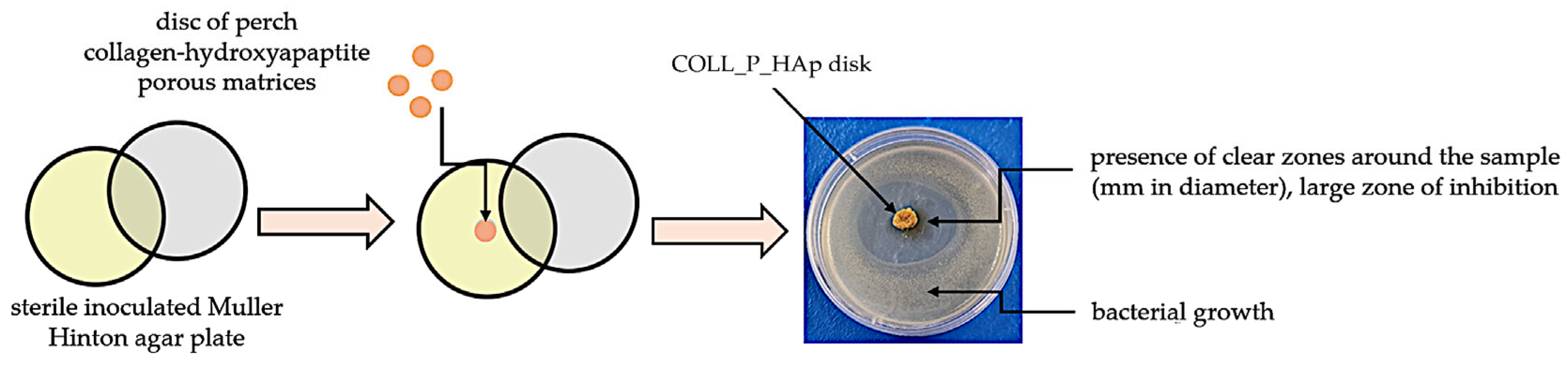 Pharmaceutics 18 00033 g002