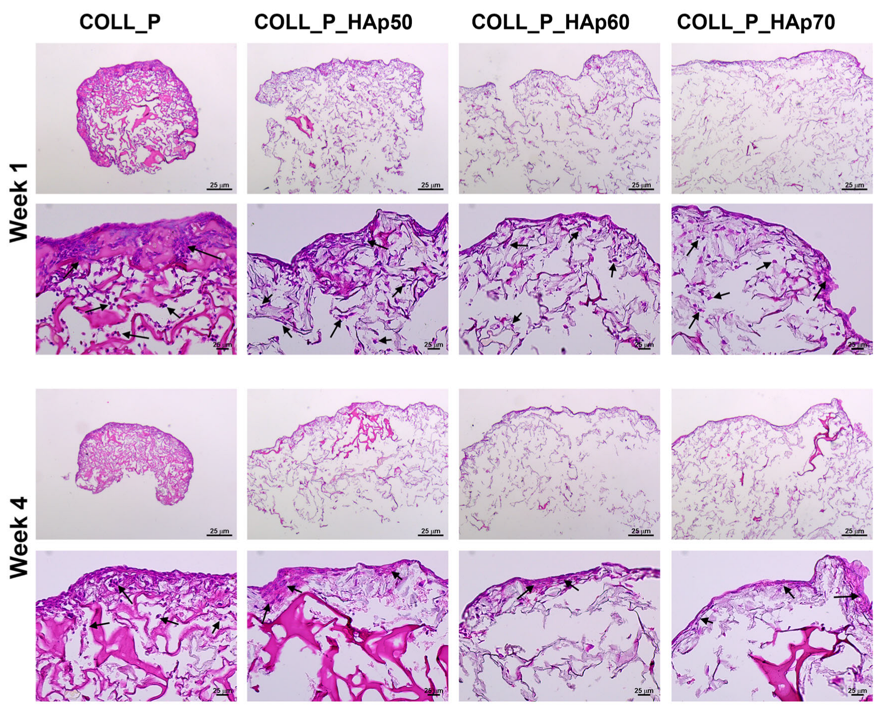 Pharmaceutics 18 00033 g015