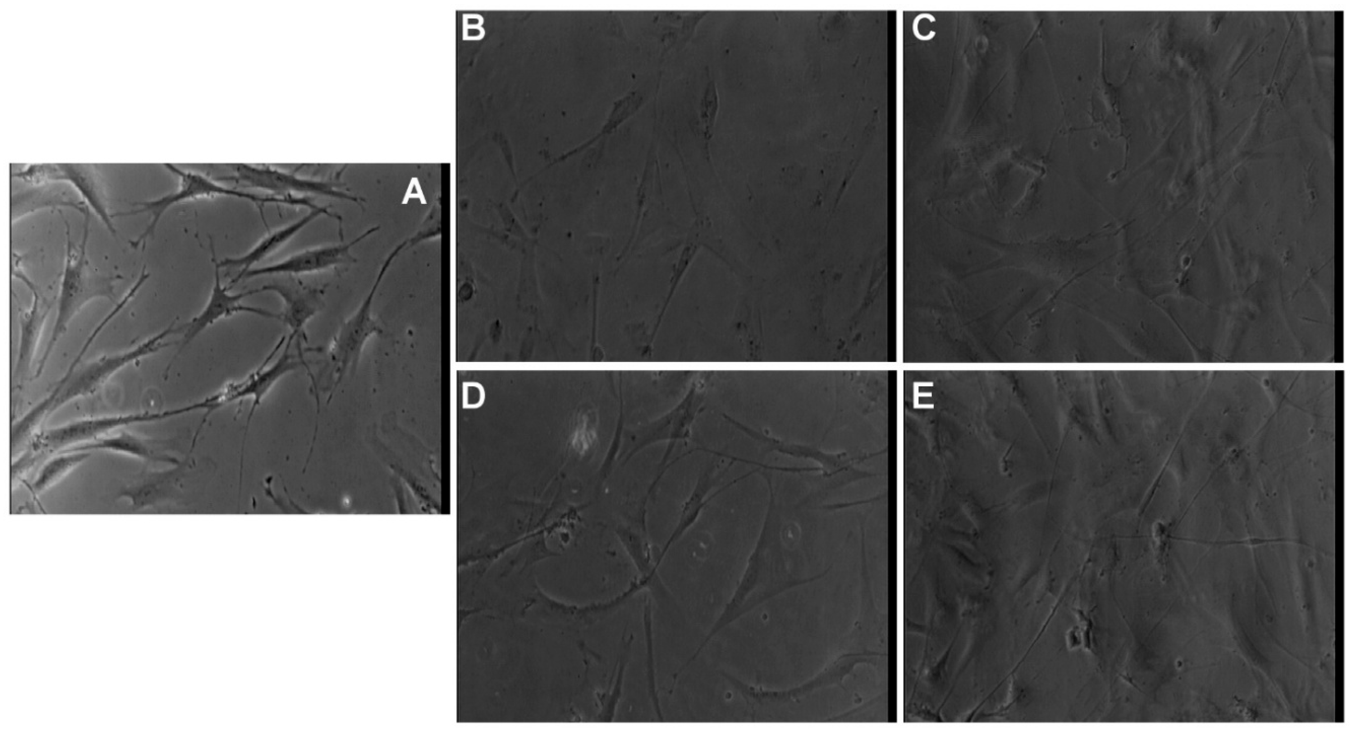 Pharmaceutics 18 00048 g009 Pharmaceutics 18 00048 g009
