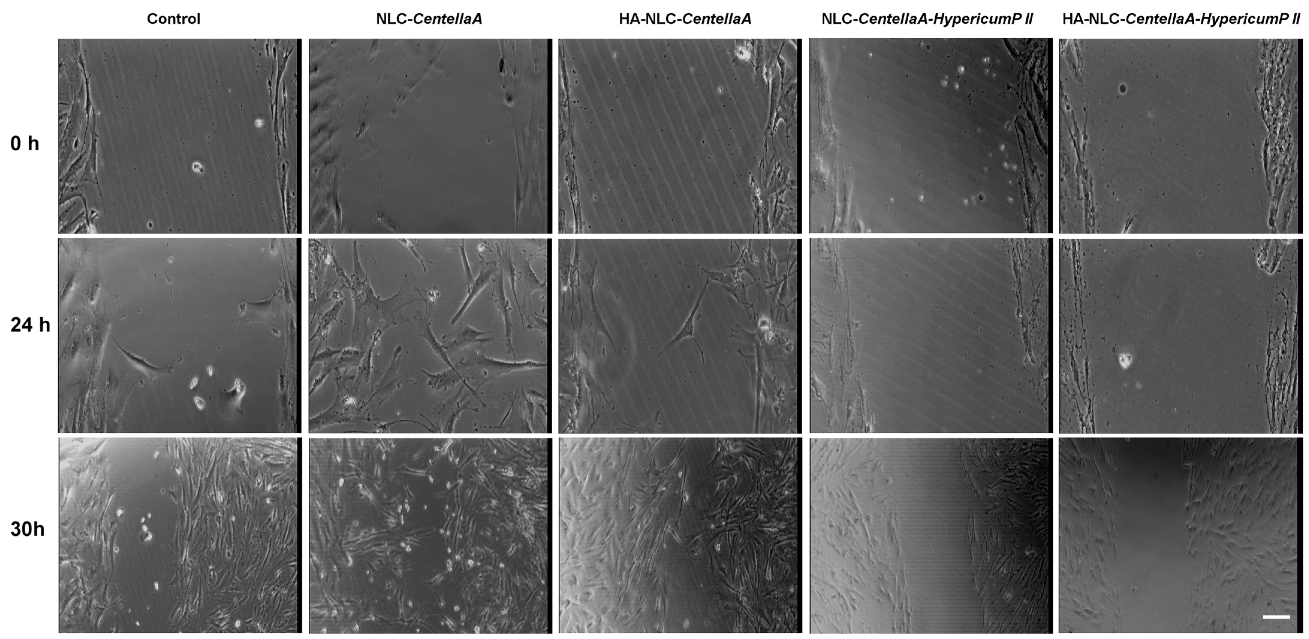 Pharmaceutics 18 00048 g010 Pharmaceutics 18 00048 g010