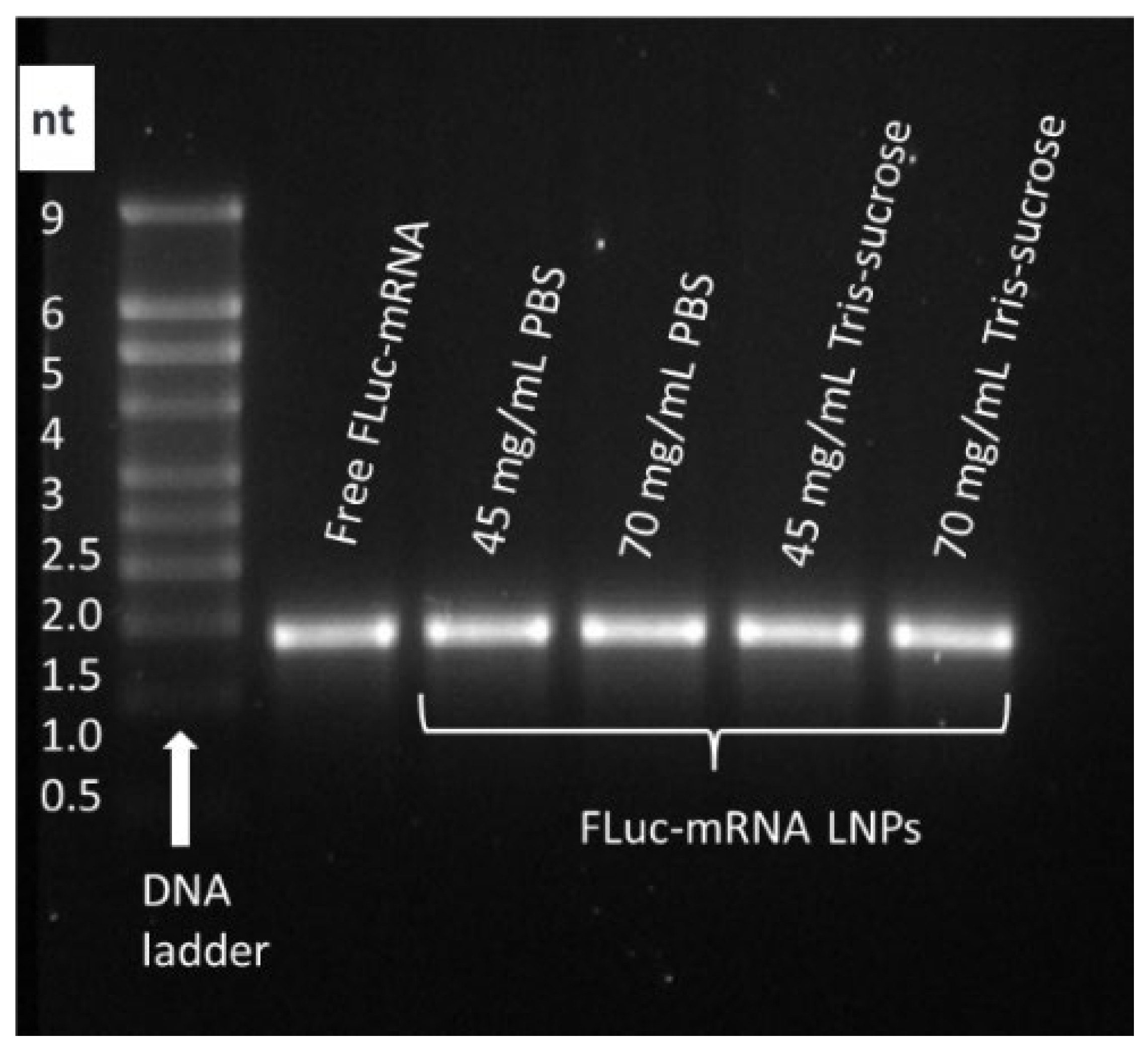 Pharmaceutics 18 00050 g003 Pharmaceutics 18 00050 g003