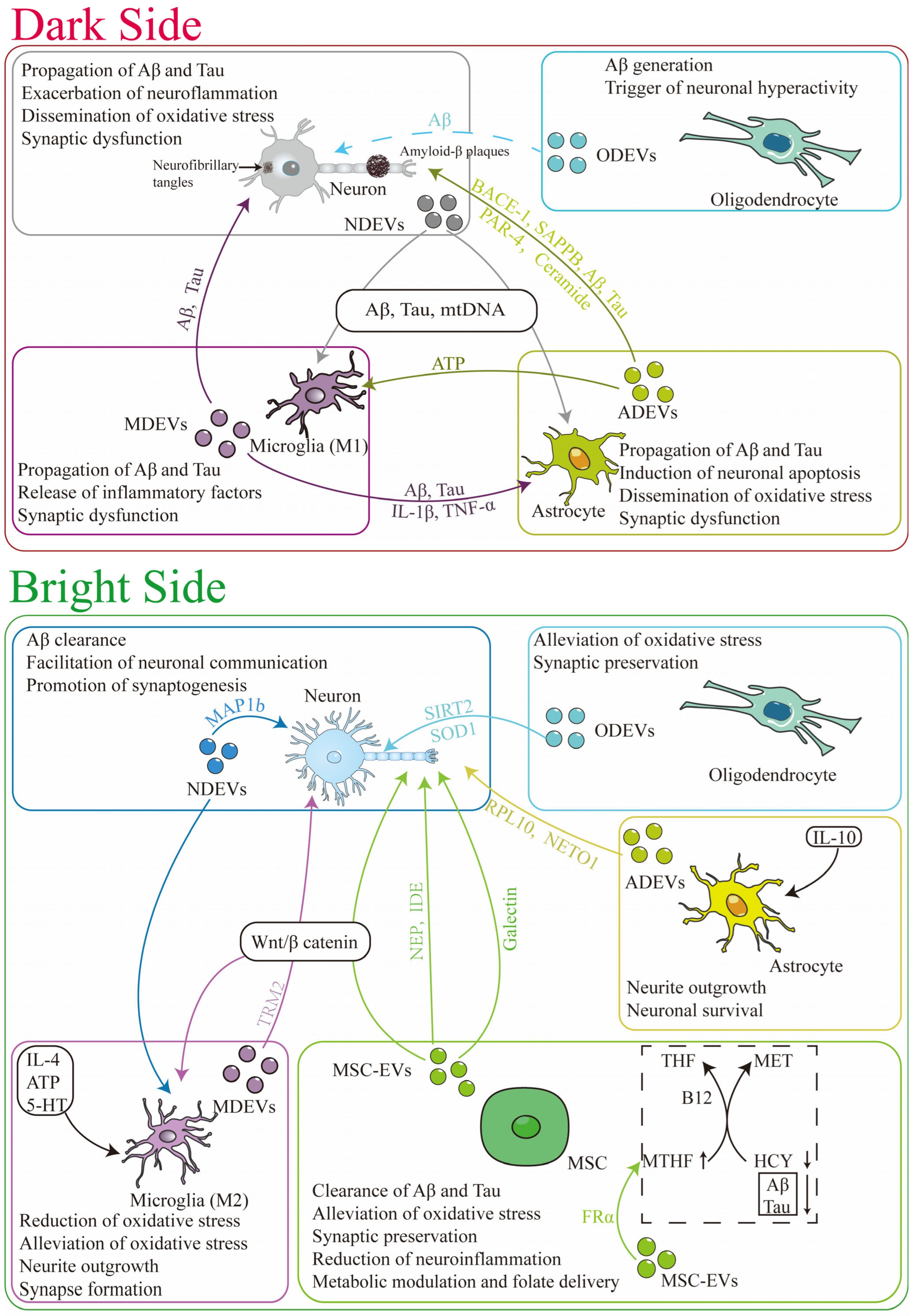 Pharmaceutics 18 00070 g001