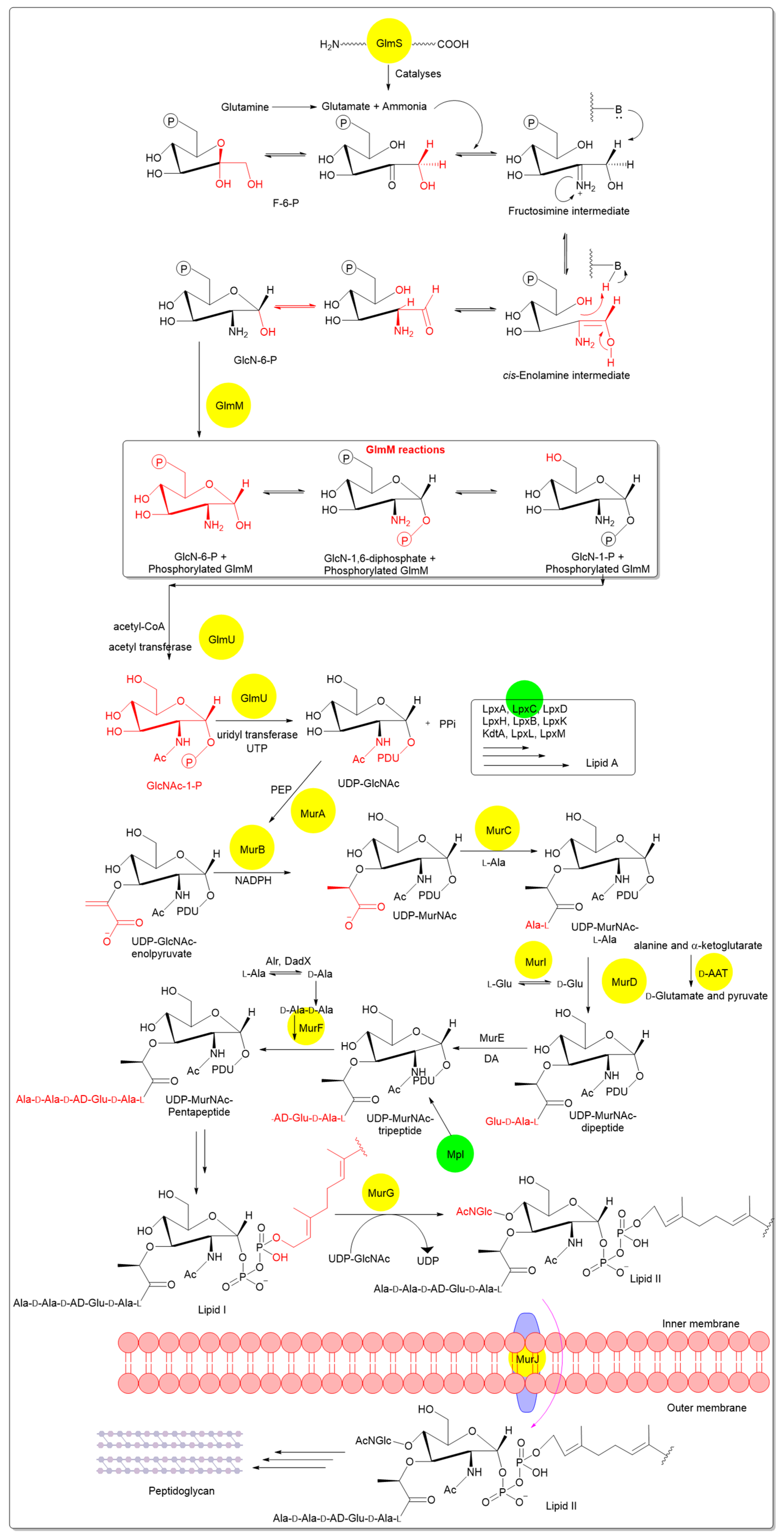 Pharmaceutics 18 00106 g002