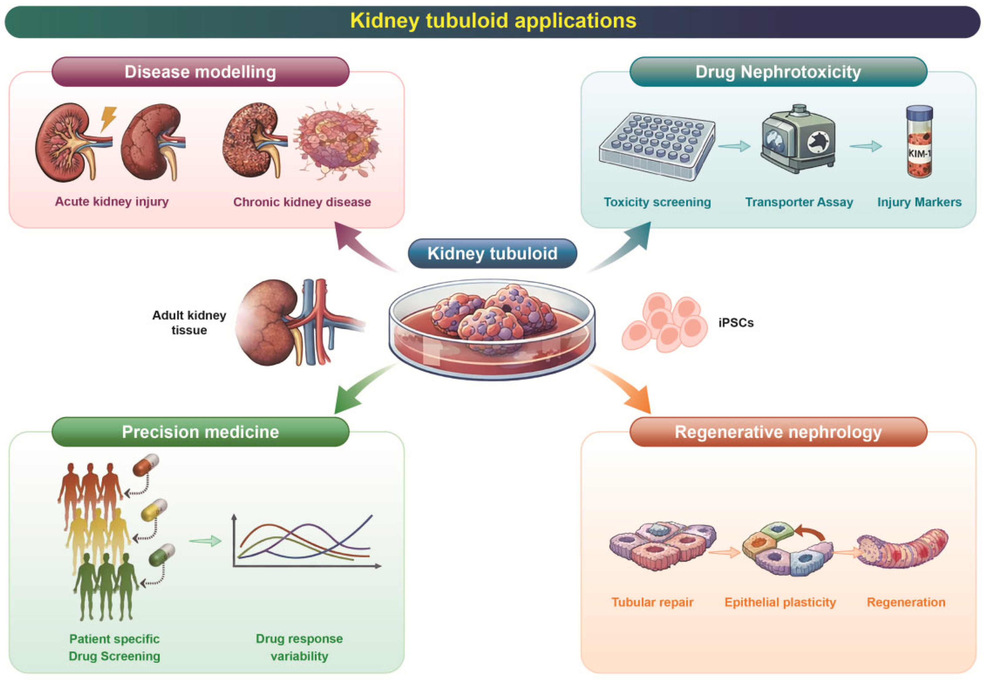 Pharmaceutics 18 00147 g002