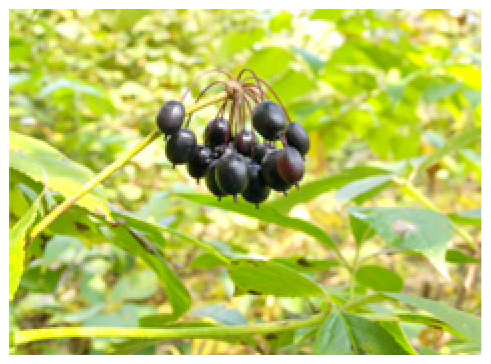 Pharmaceutics 18 00166 i001