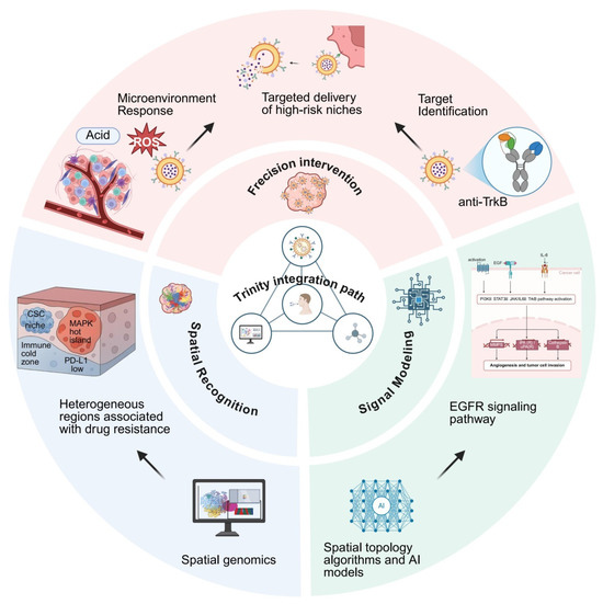 Atlas-Guided Nanocarrier Strategies Targeting Spatial NTRK2/MAPK