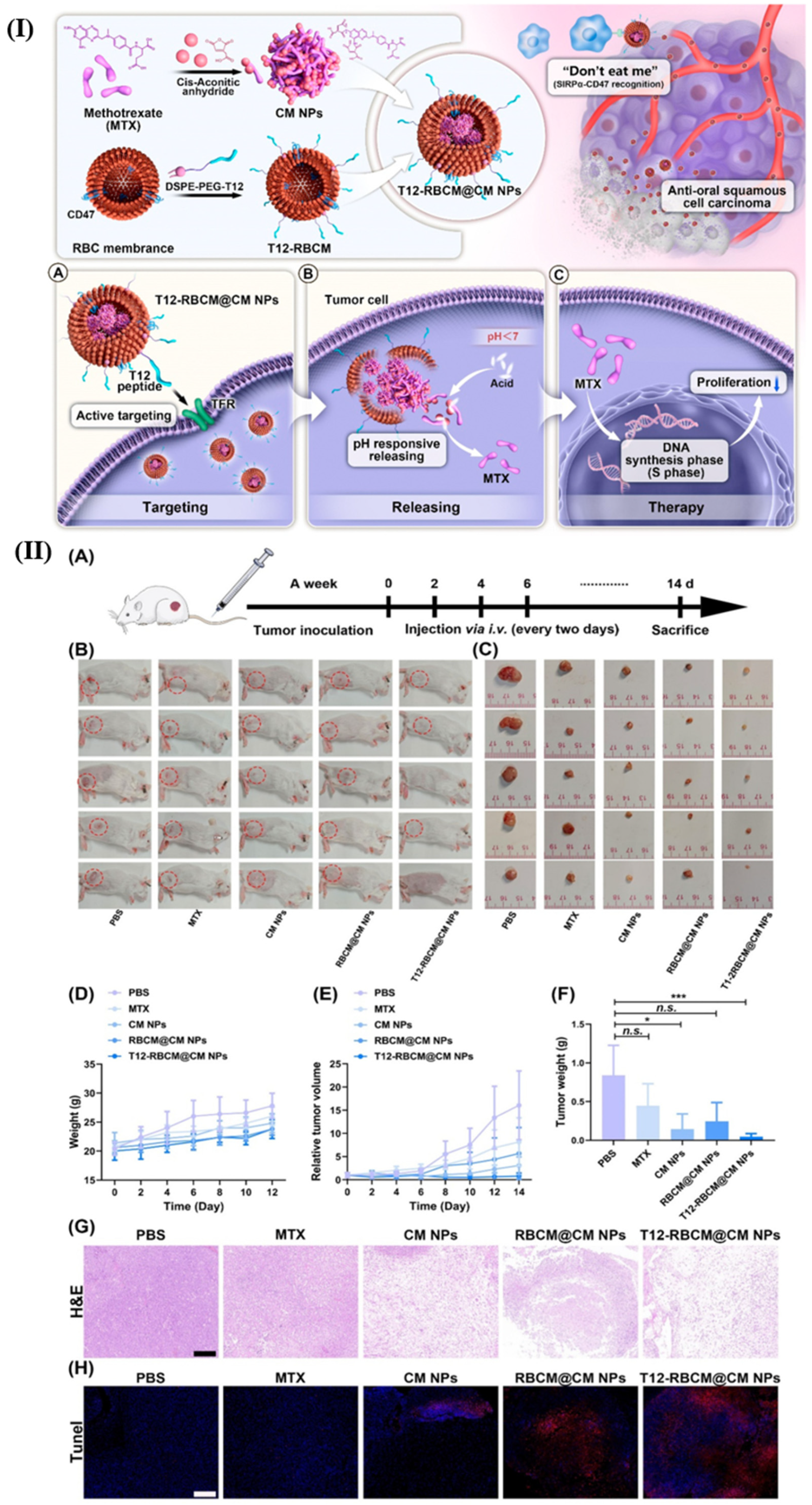 Pharmaceutics 18 00196 g003