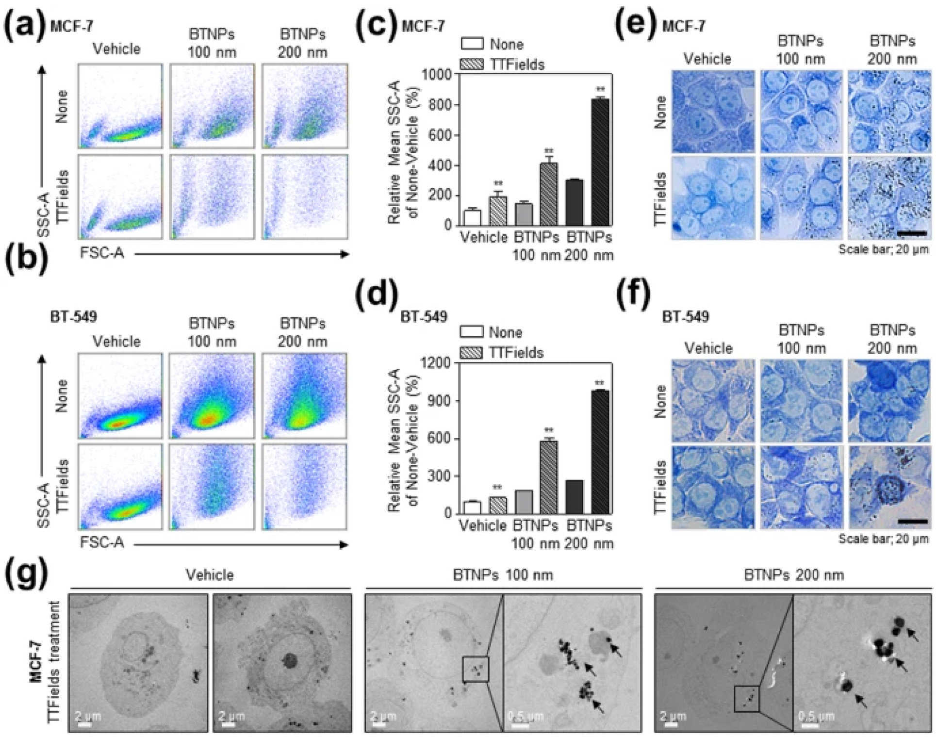 Pharmaceutics 18 00196 g013