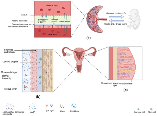 Female Reproductive Tract Organ-on-Chips: Modeling Barrier