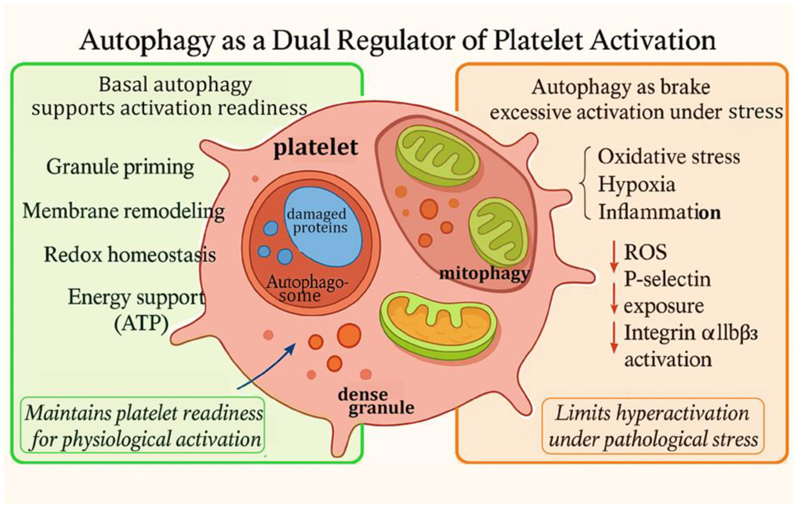 Pharmaceutics 18 00293 g003
