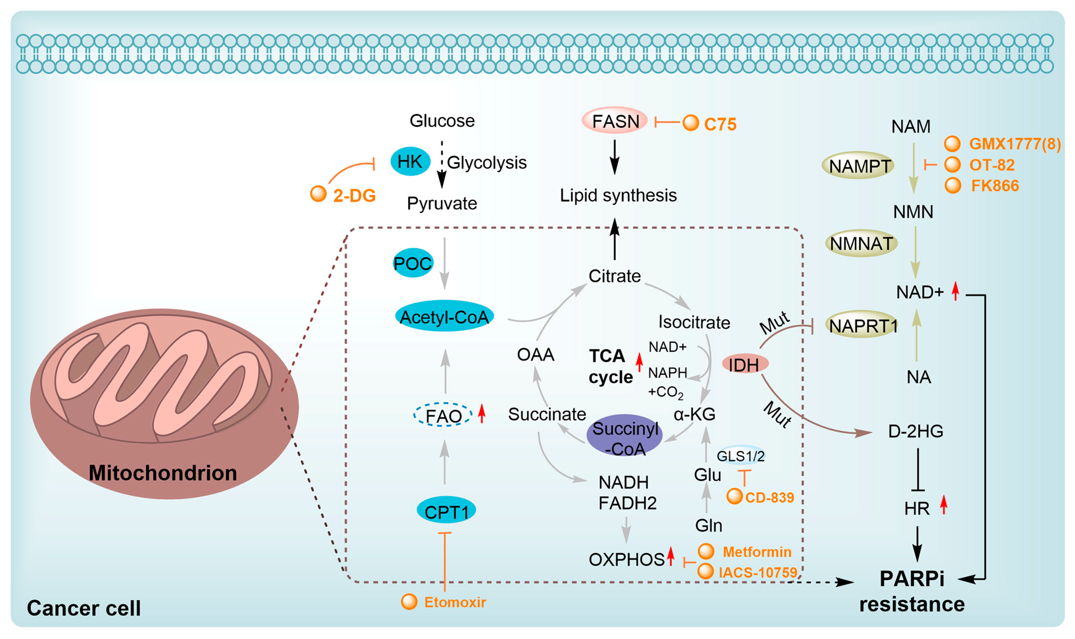 Interplay Between Poly(ADP-ribosyl)ation and Specific Inner