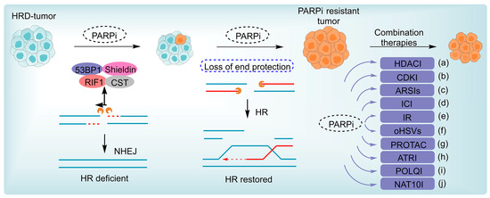 Interplay Between Poly(ADP-ribosyl)ation and Specific Inner