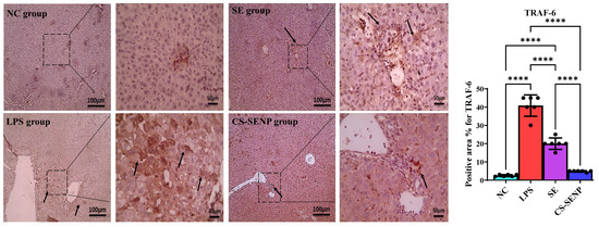 Mechanistic Modulation of Lipopolysaccharide-Induced Hepatic Injury by  Chitosan-Coated Selenium Nanoparticles: Targeting the STEAP-3/TLR-4 and  IL-17/TRAF-6/HSP-90 Axes