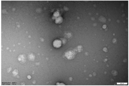 Sem Invasomes Fabrication and Characterization of Nerolidol-Based Invasomes: Loading ...