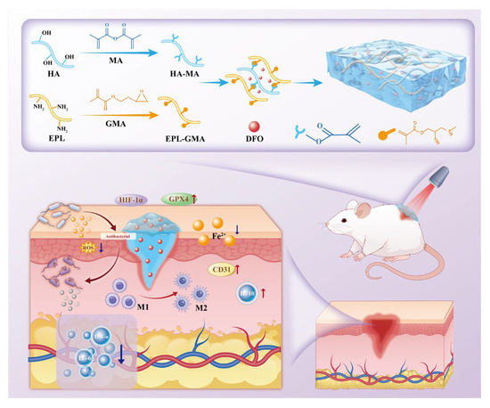 A Multifunctional ε-Polylysine/Hyaluronic Acid Hydrogel Promotes ...