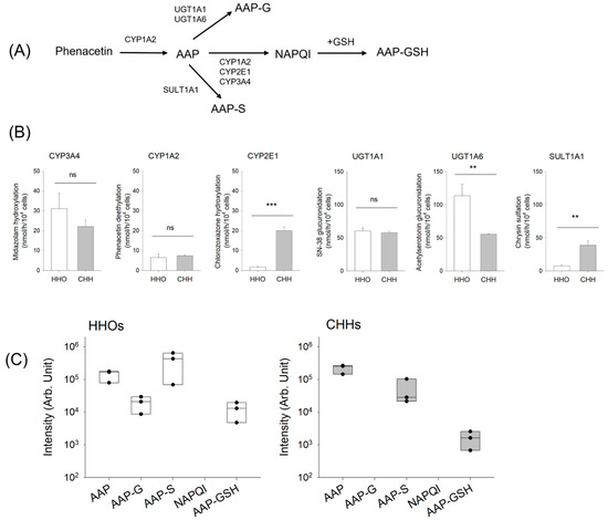 Identification of Reactive Metabolites of Acetaminophen and Saxagliptin in  Human Hepatocytes and Hepatic Organoids
