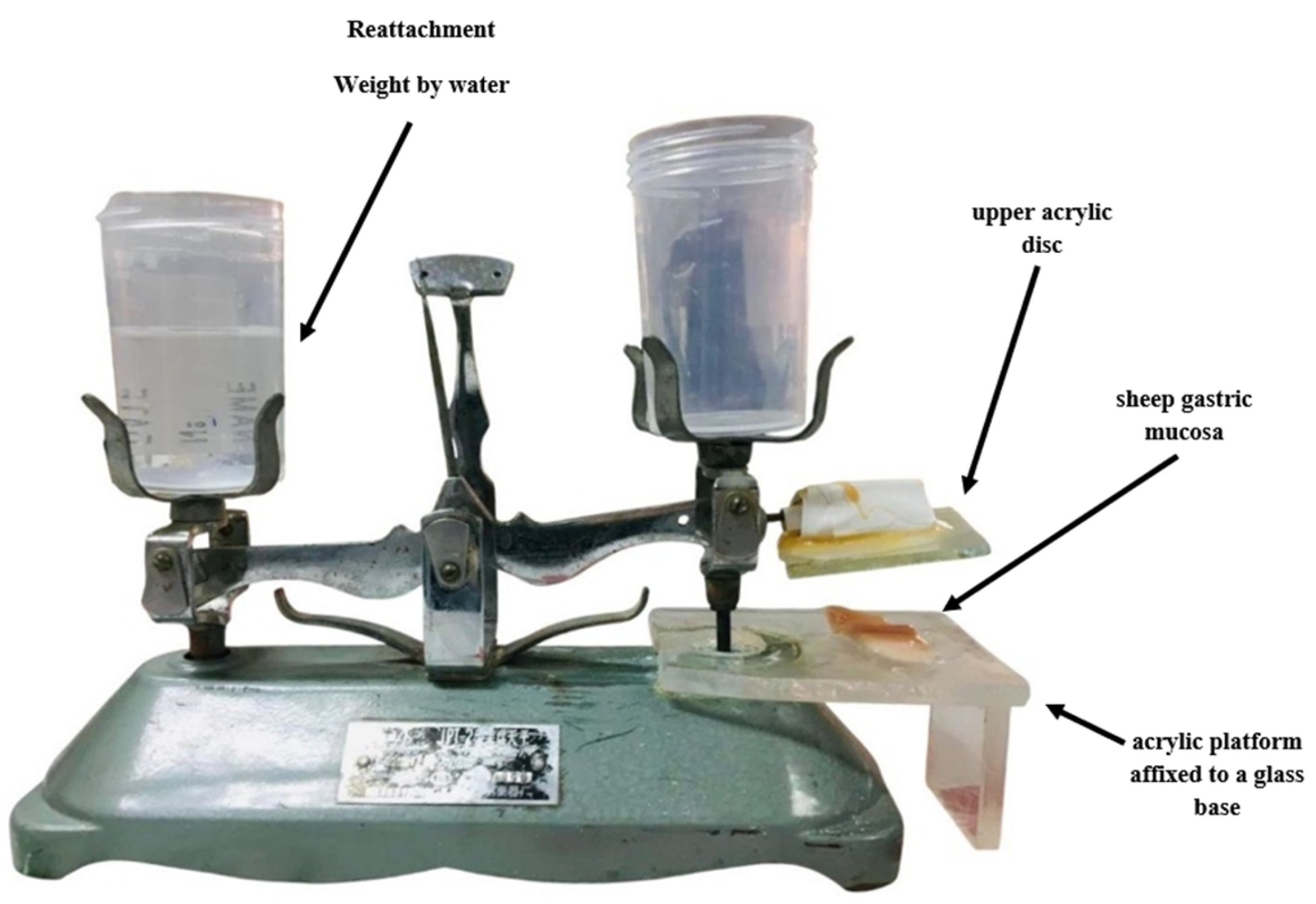 Pharmaceutics 18 00521 g002 Pharmaceutics 18 00521 g002
