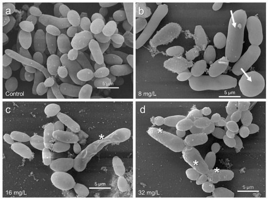 Effect of the BD132 Dendron Against Candida tropicalis: Inhibition