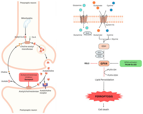 s acetyl l glutathione side effects Dual Targeting of AChE Inhibition and GPX4 Binding by Plant-Derived  Compounds for the Treatment of Alzheimer's Disease: Insights from Molecular  Docking and Molecular Dynamics Simulations