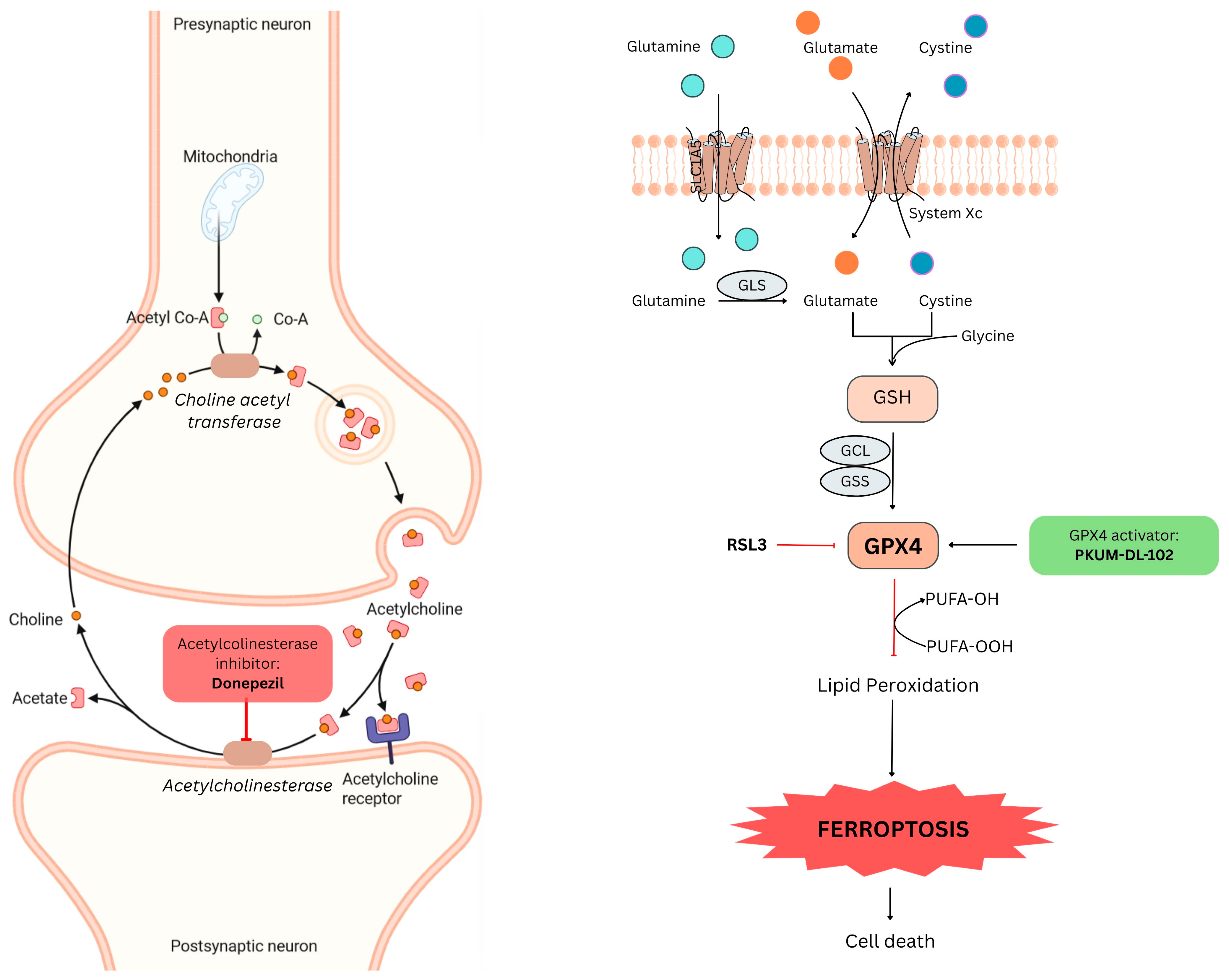 Pharmaceutics 18 00798 g001