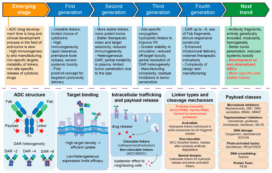 Linker Design in Antibody-Drug Conjugates: Balancing Stability and Drug Release