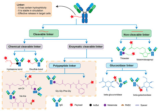 Linker Design in Antibody-Drug Conjugates: Balancing Stability and Drug Release