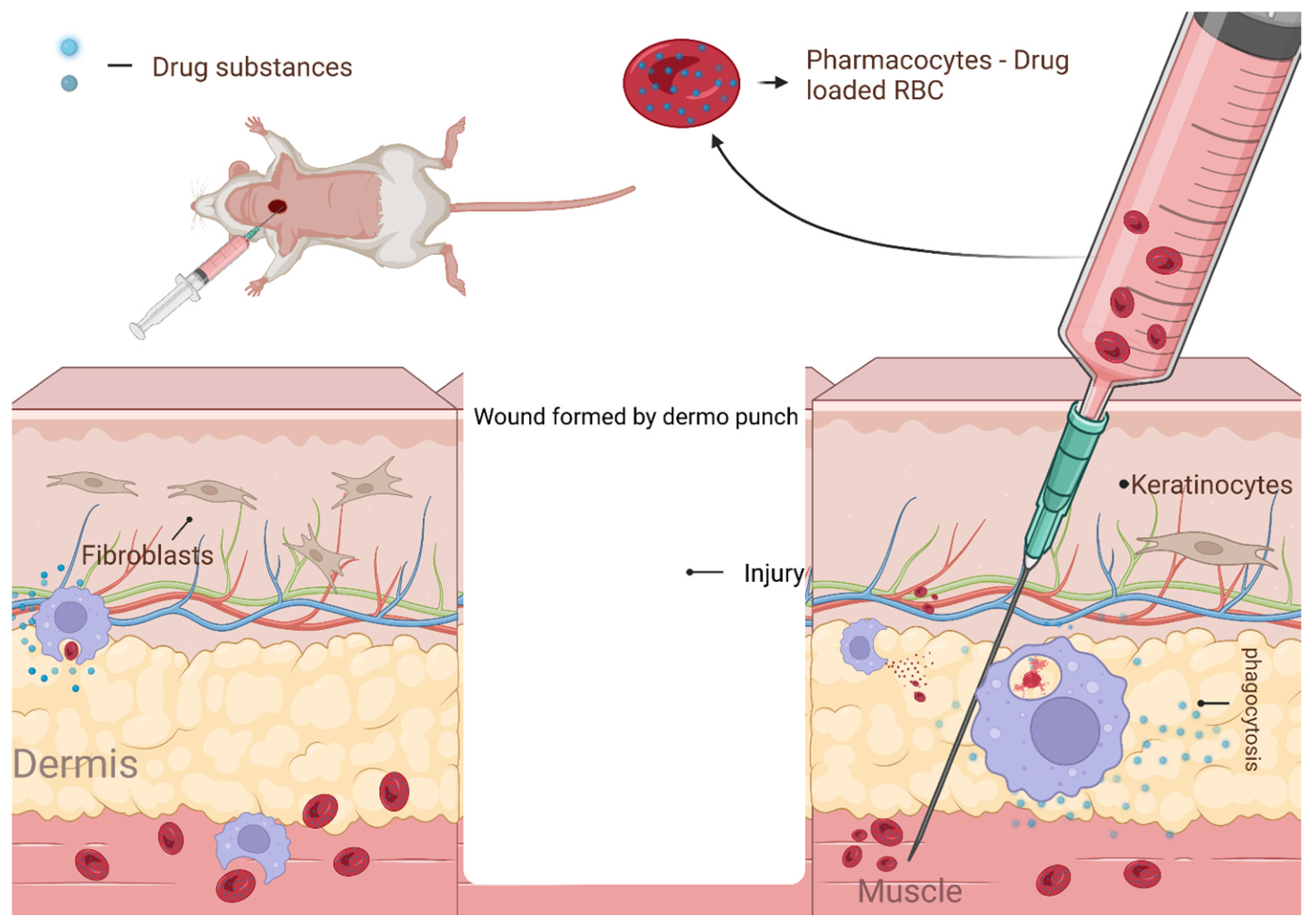 Drug-Loaded Red Blood Cell–Derived Carriers for Targeted Delivery