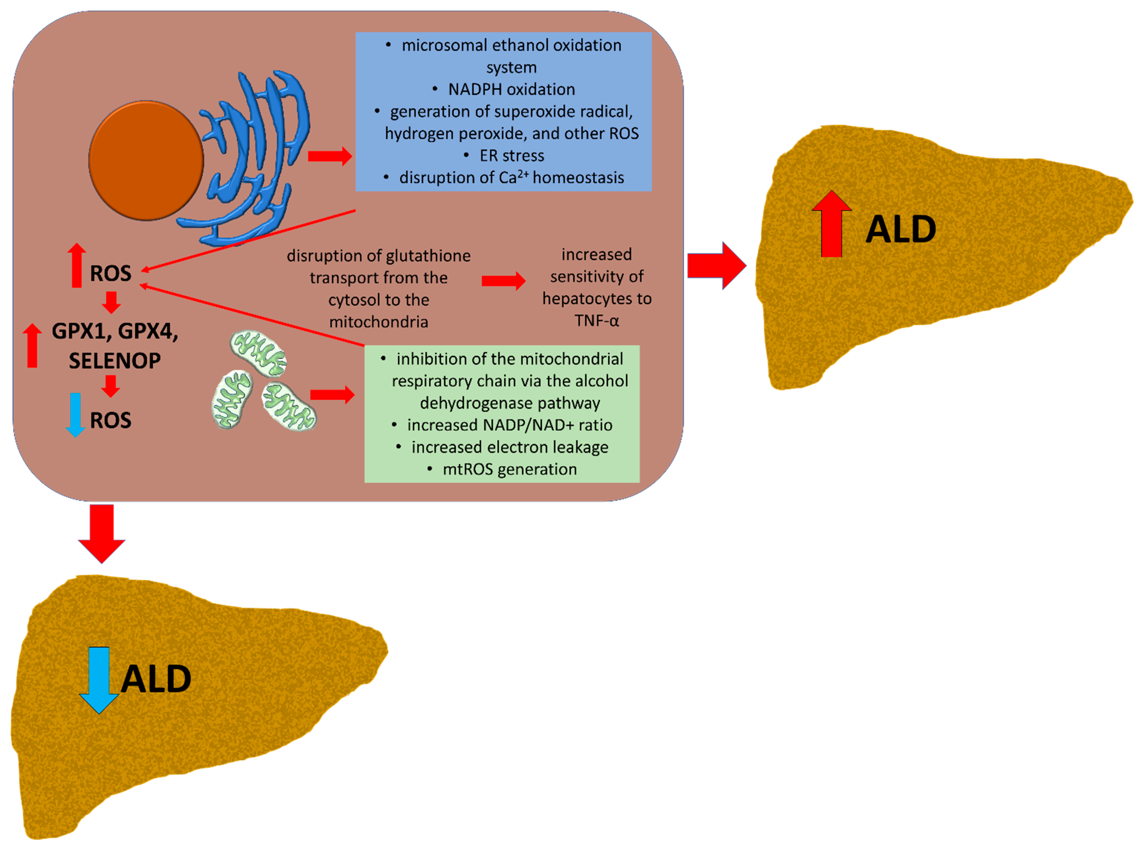 liver glutathione stress Pharmacological Potential of Selenoproteins in the Regulation of Oxidative in Diseases Healthy Shampoo