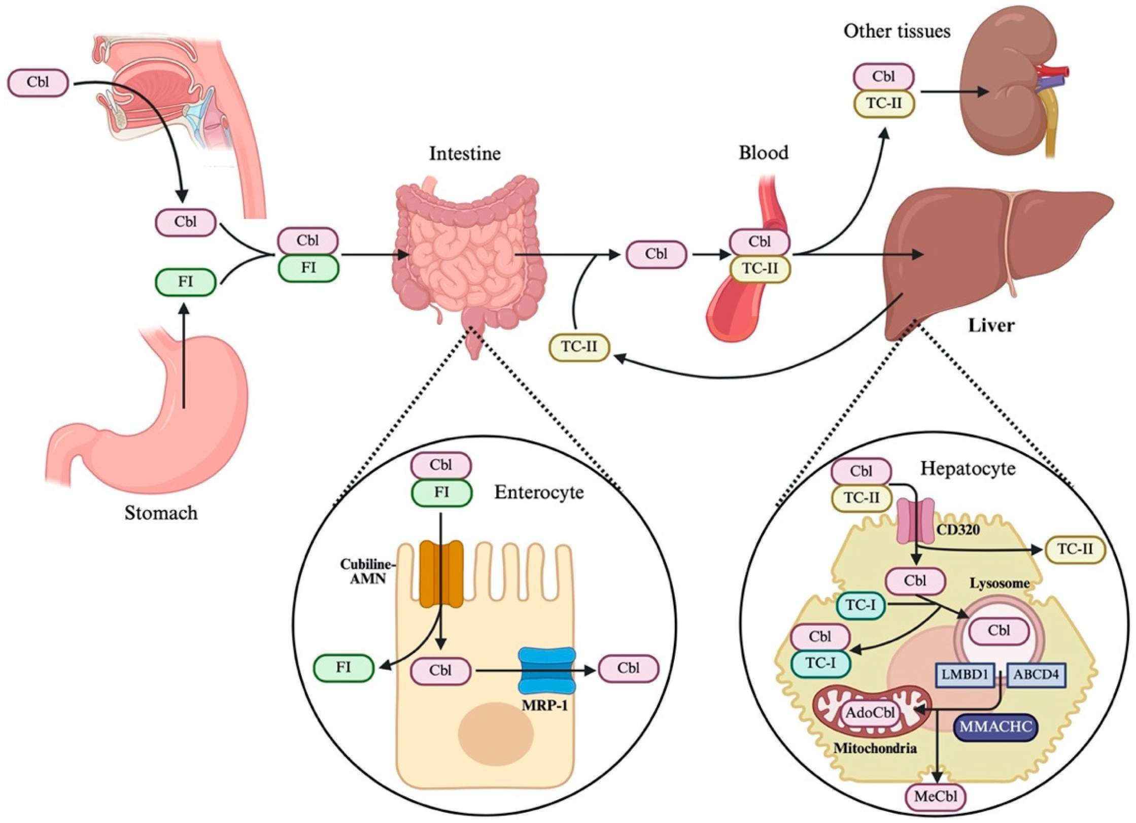 Pharmaceutics 18 01182 g003