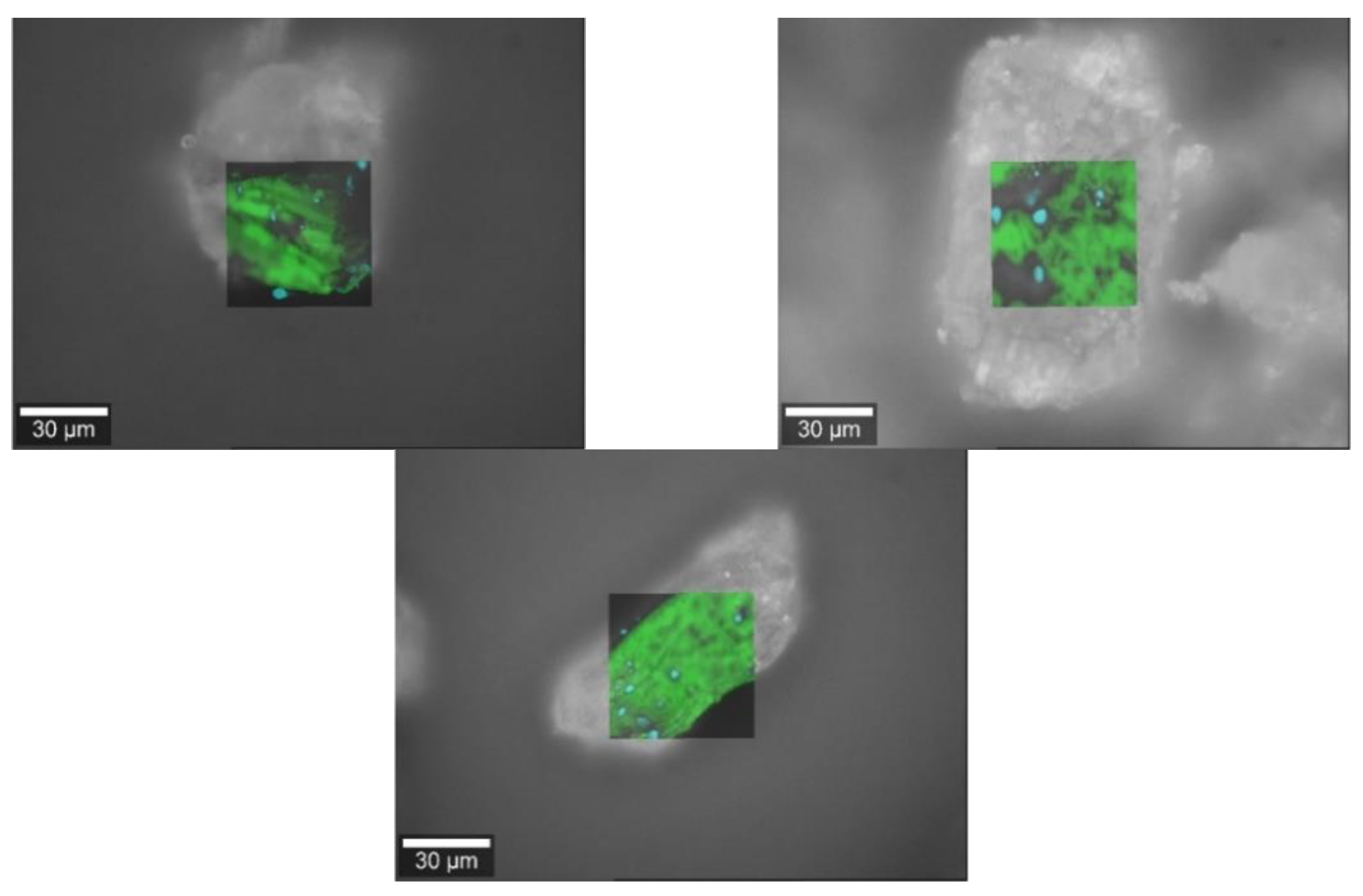 Pharmacy 09 00056 g006