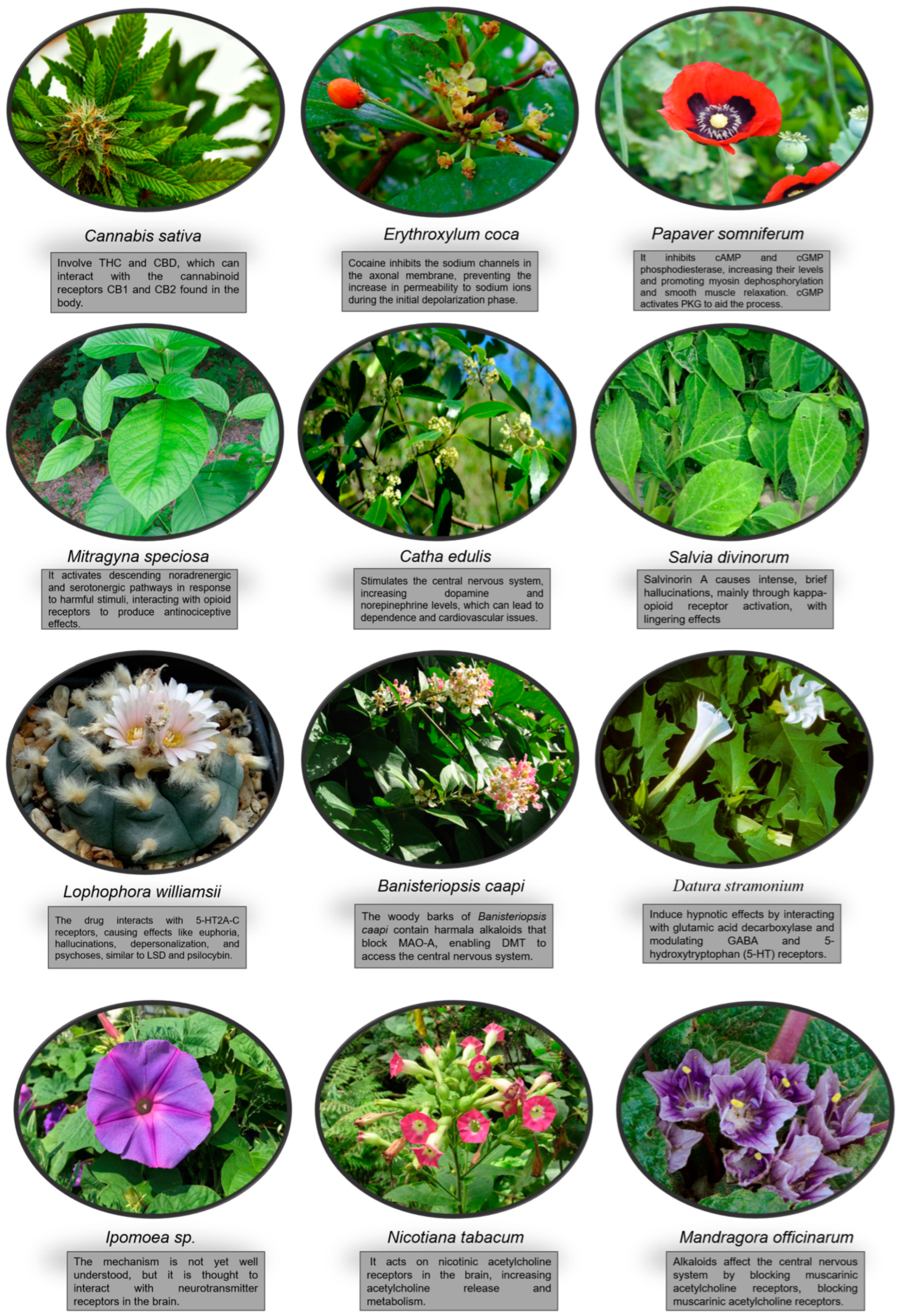 Pharmacy 13 00007 g001