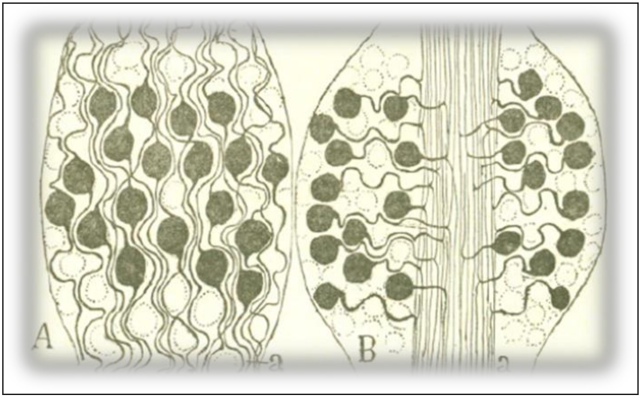 Philosophies 03 00011 g006