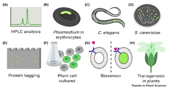 Photochem Free Full Text Light And Autofluorescence Multitasking Features In Living Anisms Html