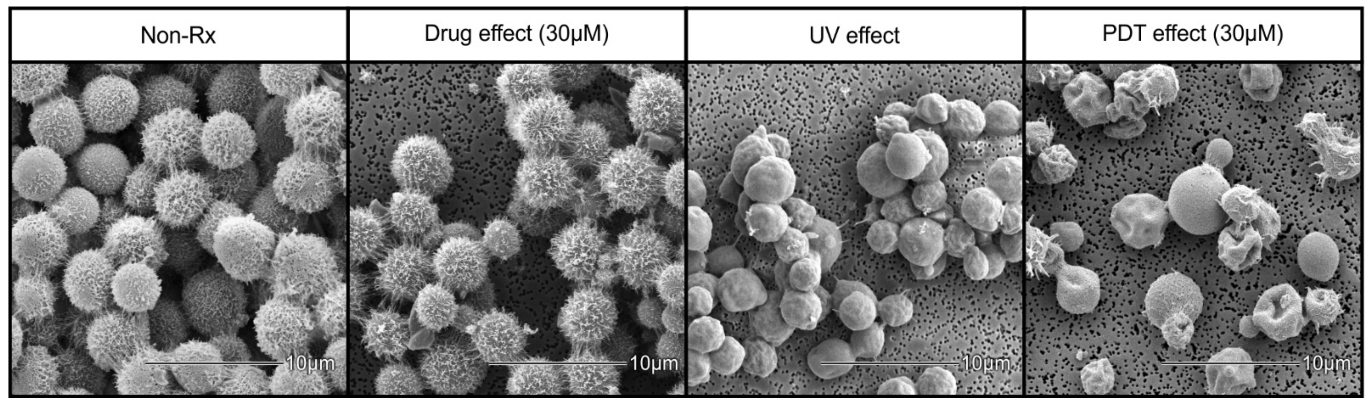 Photochem 01 00017 g003