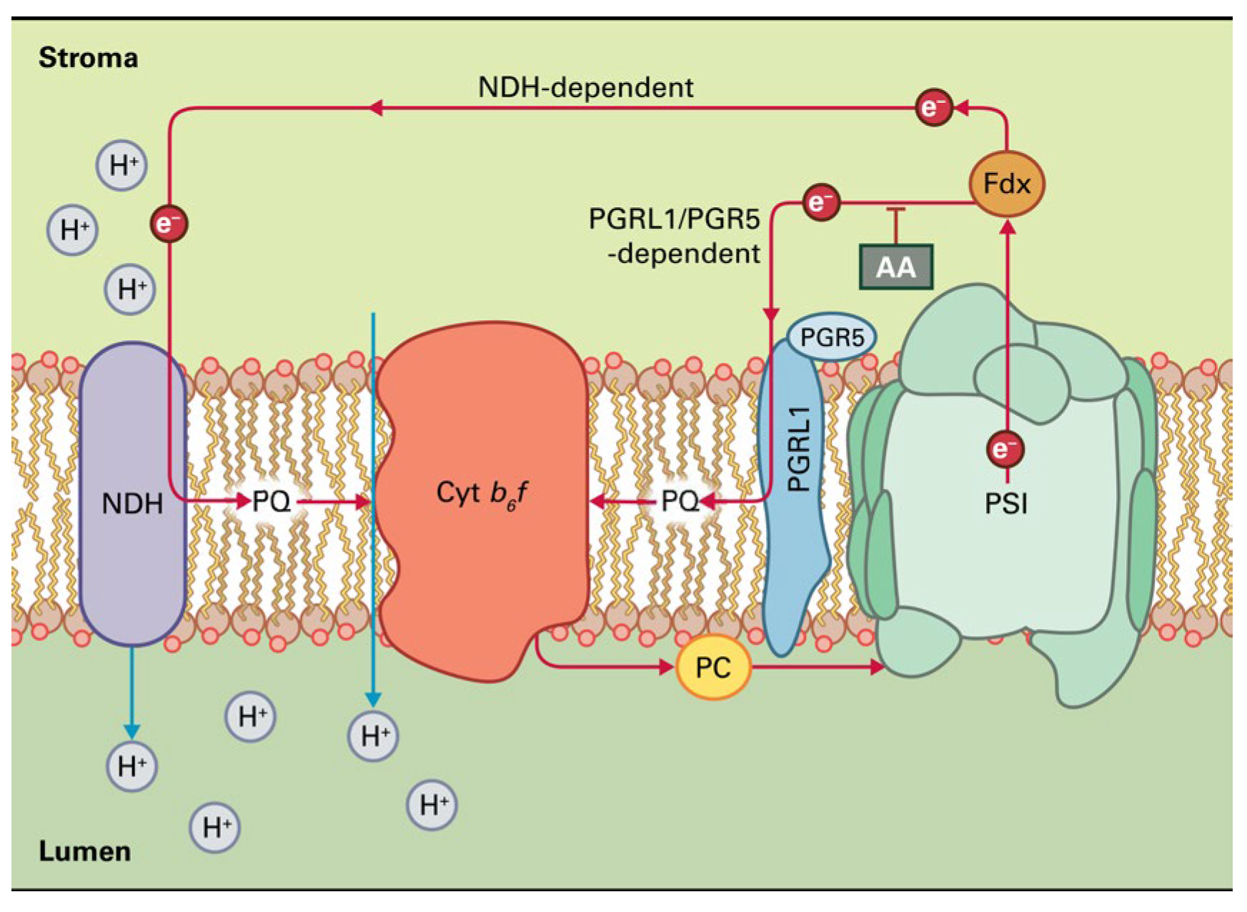 Photochem 05 00028 g004 Photochem 05 00028 g004