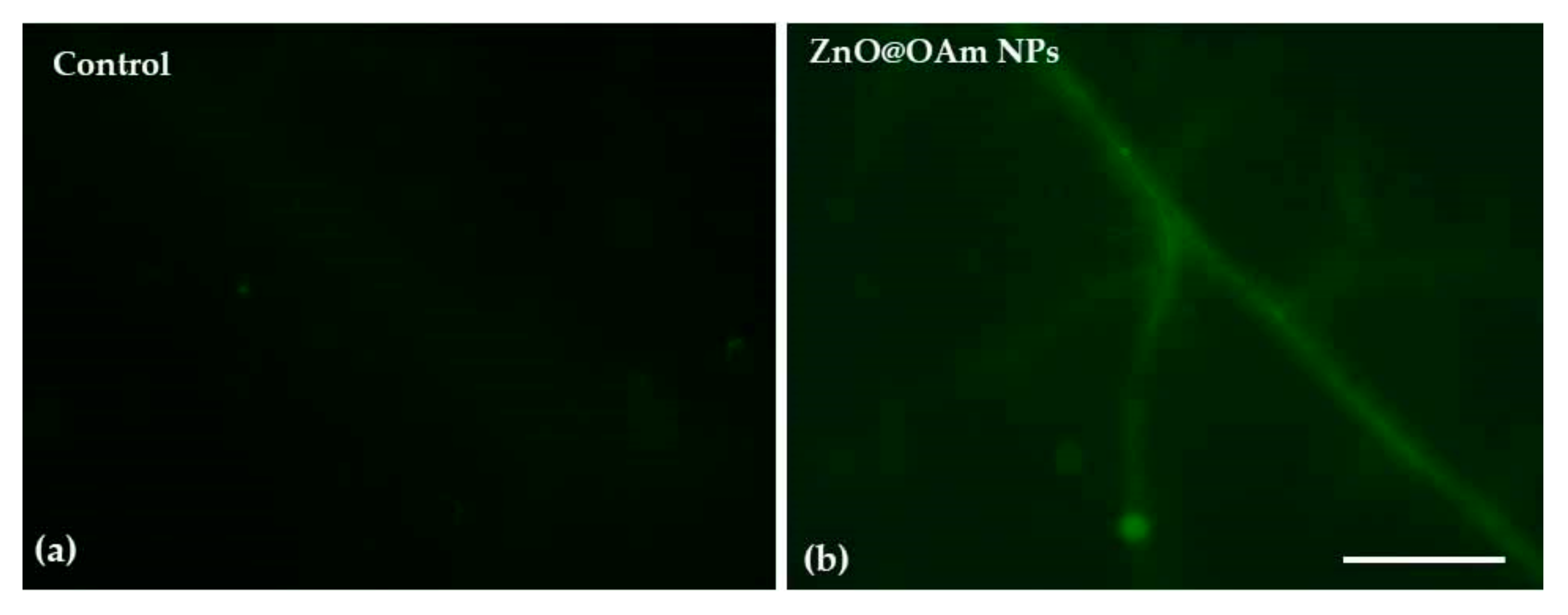 Photochem 05 00028 g005 Photochem 05 00028 g005