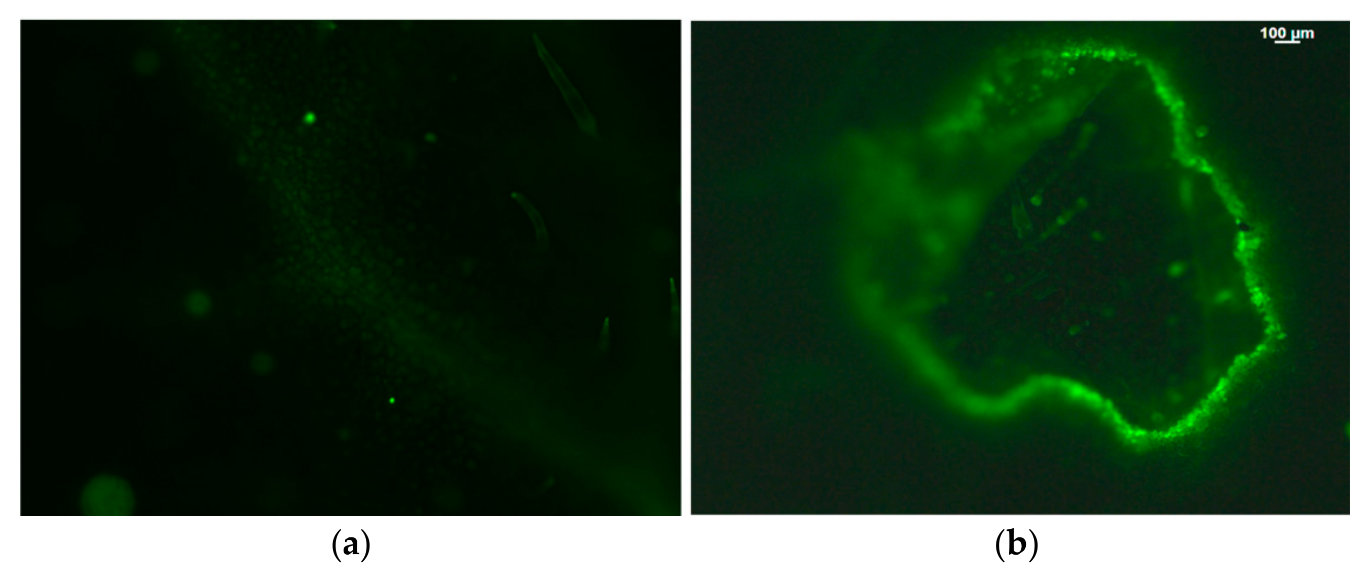 Photochem 05 00028 g006 Photochem 05 00028 g006