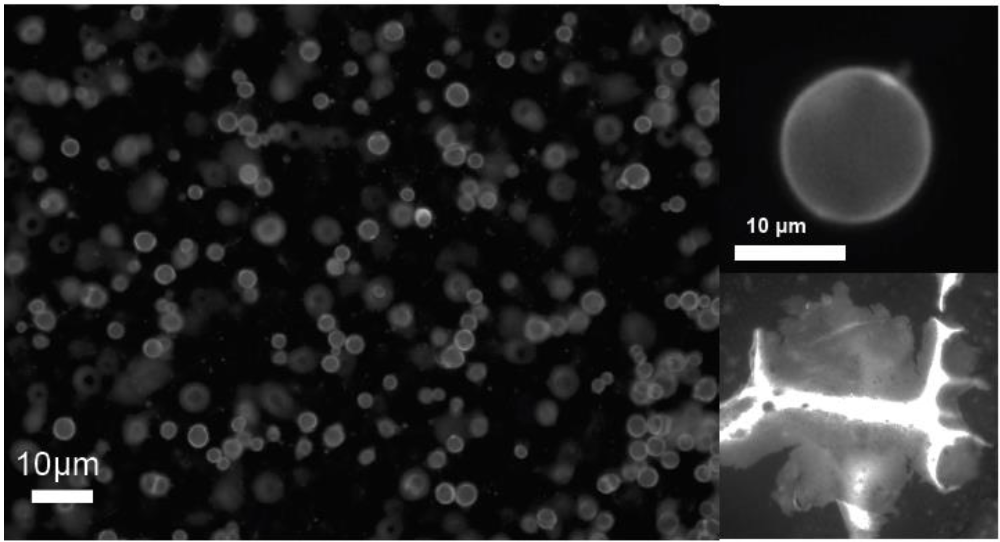 Photonics 02 00855 g004 1024