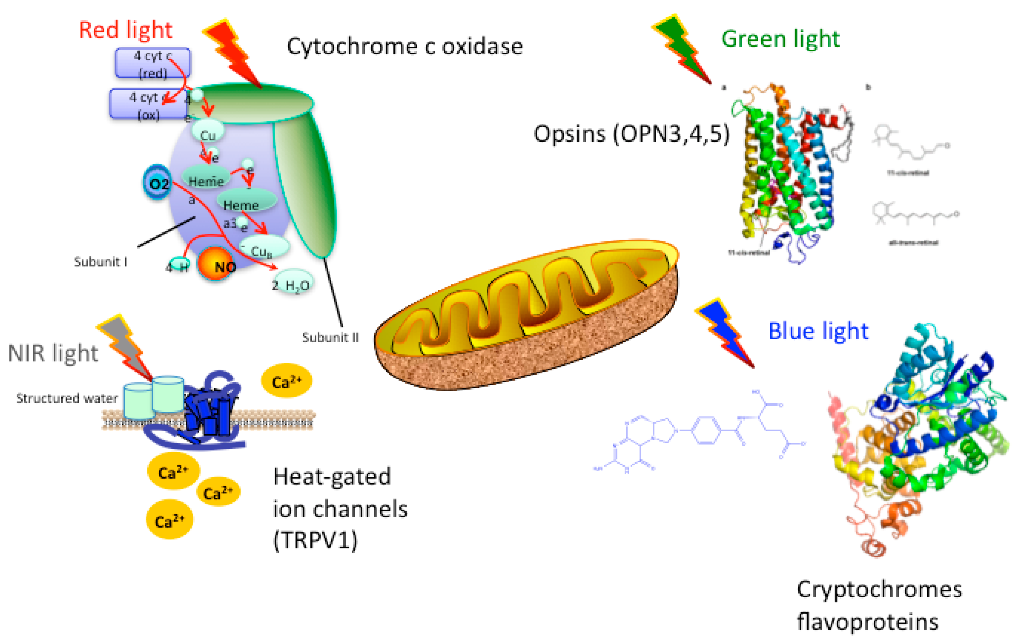 Photobiomodulation