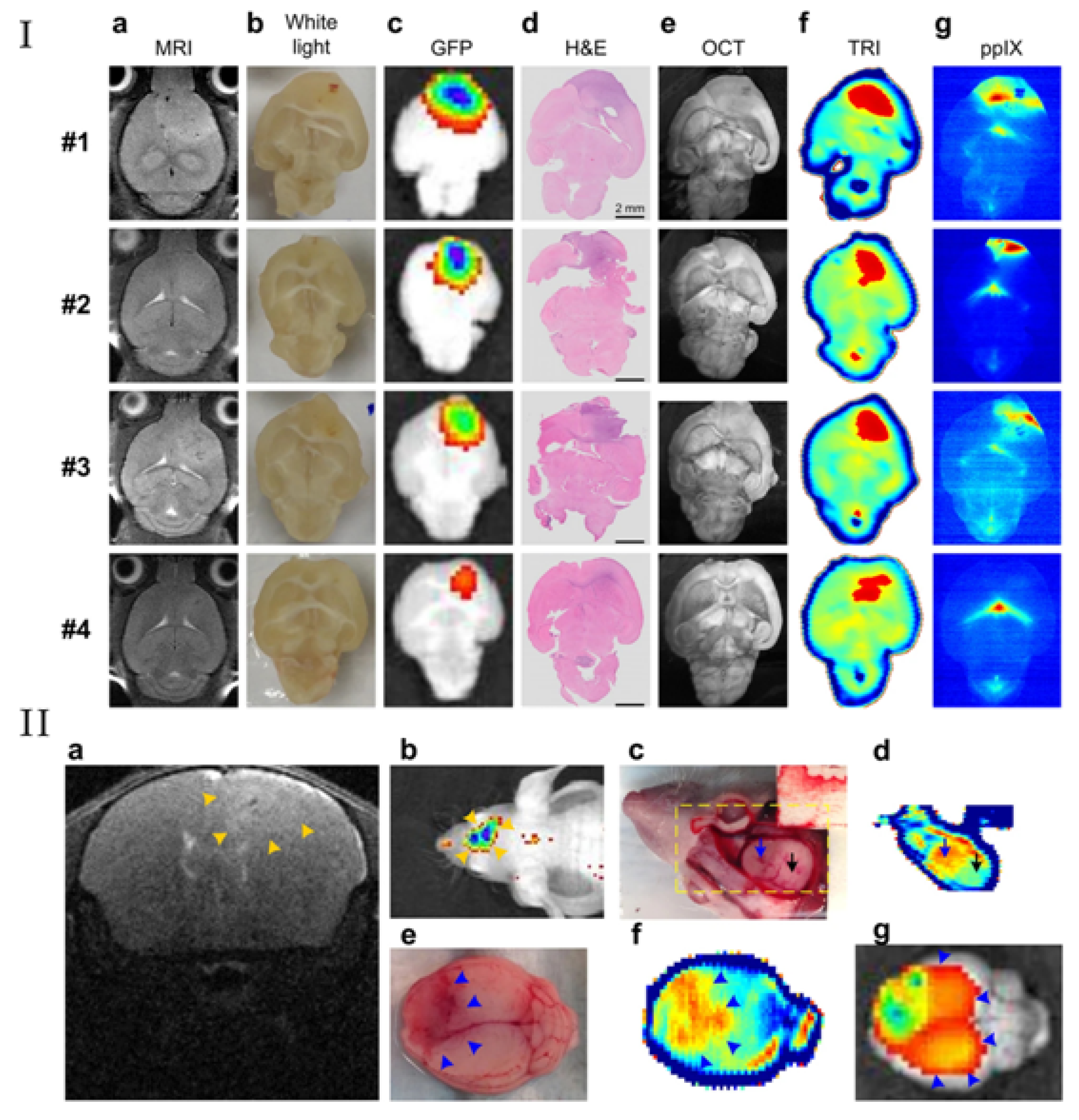 Photonics 08 00022 g010 Photonics 08 00022 g010