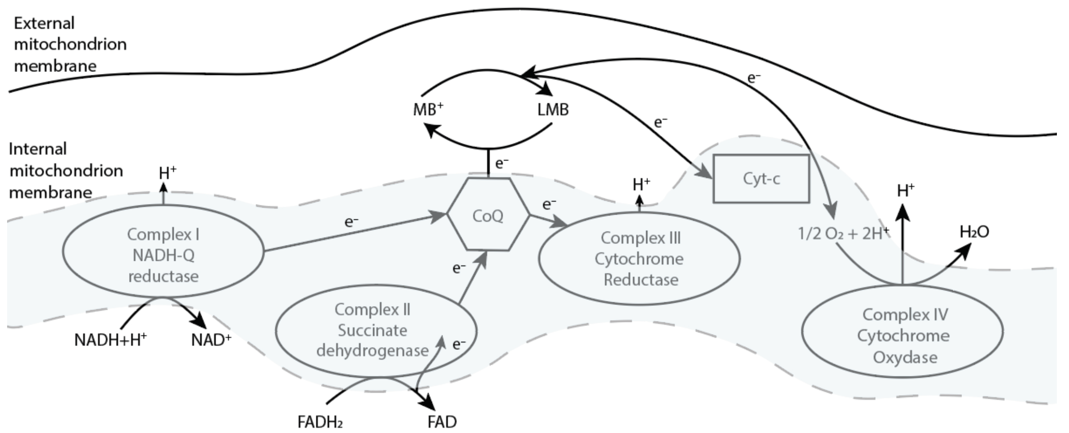 Photonics 08 00294 g003 550