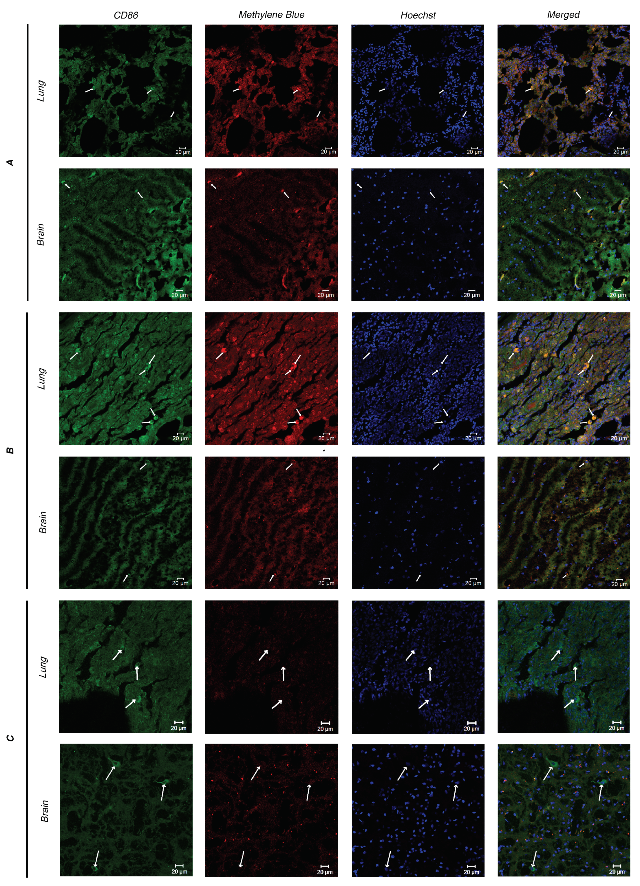 Photonics 08 00294 g012 550