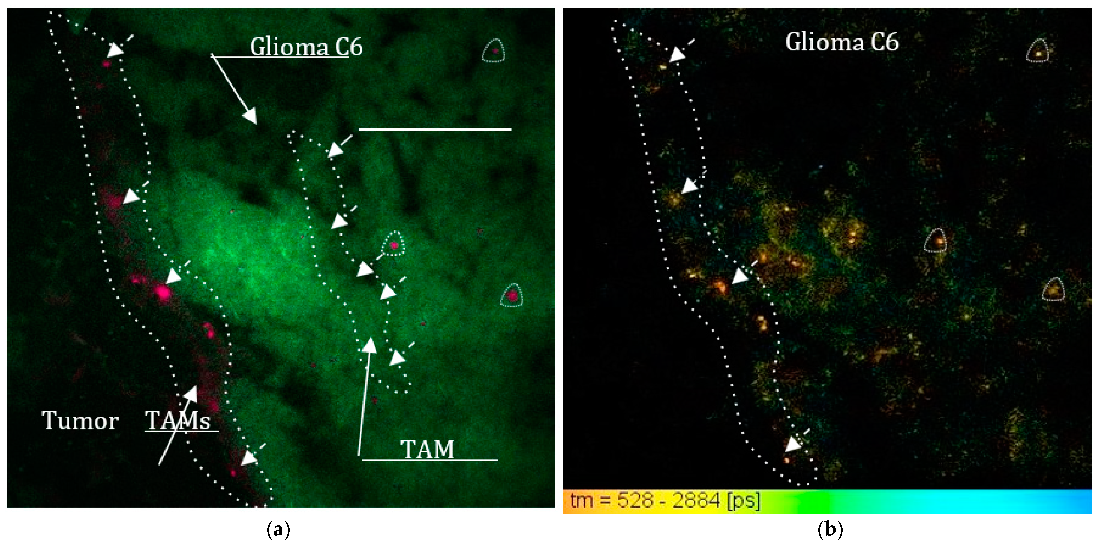 Photonics 08 00462 g003 550
