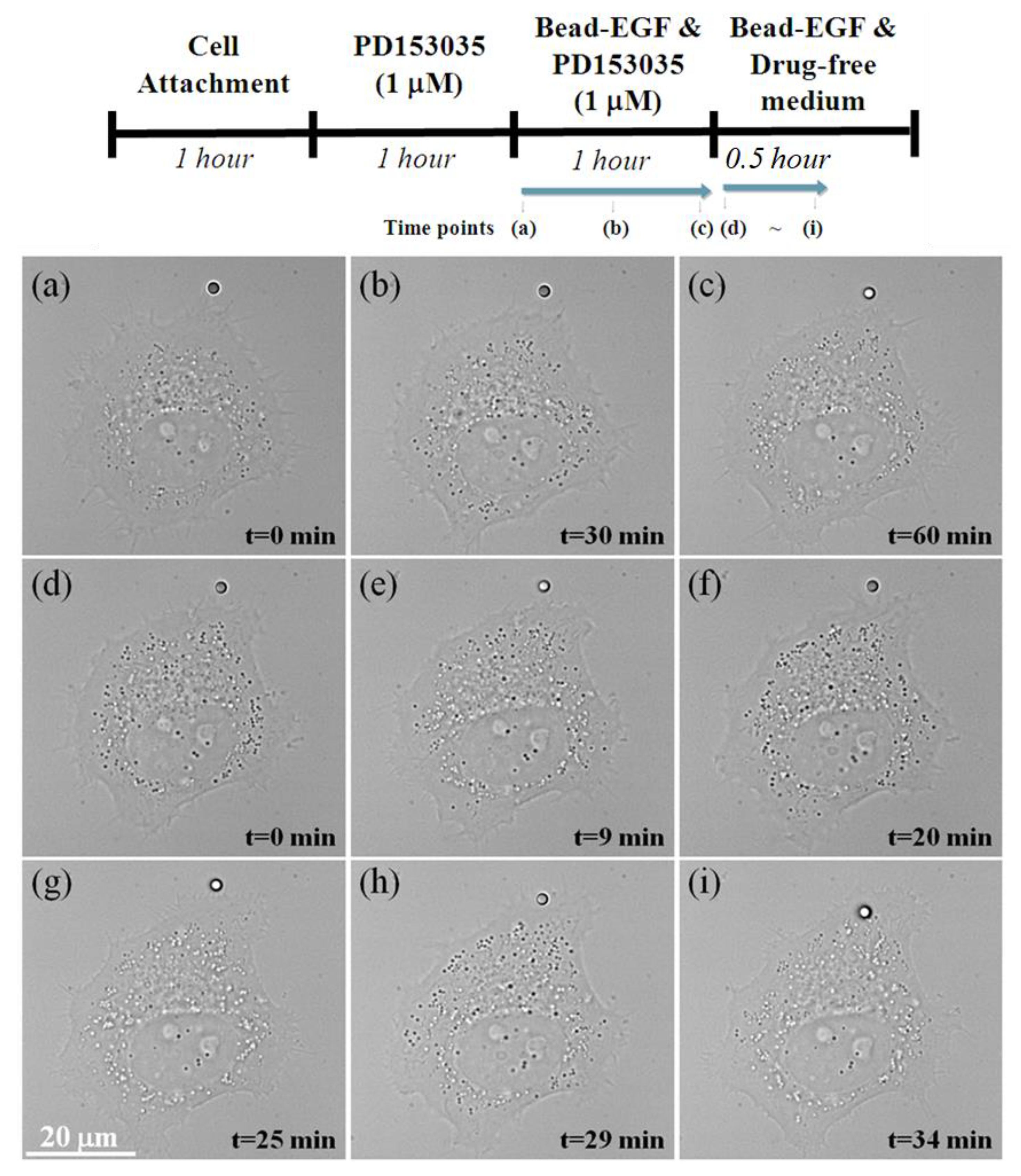 Photonics 08 00533 g007 550