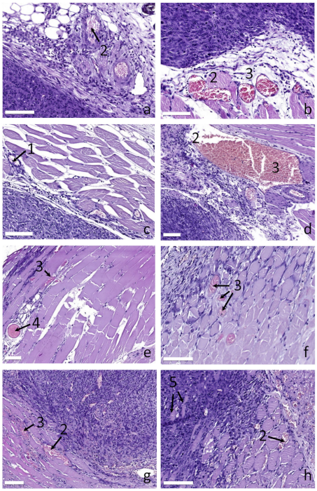 Photonics 09 00019 g006 Photonics 09 00019 g006
