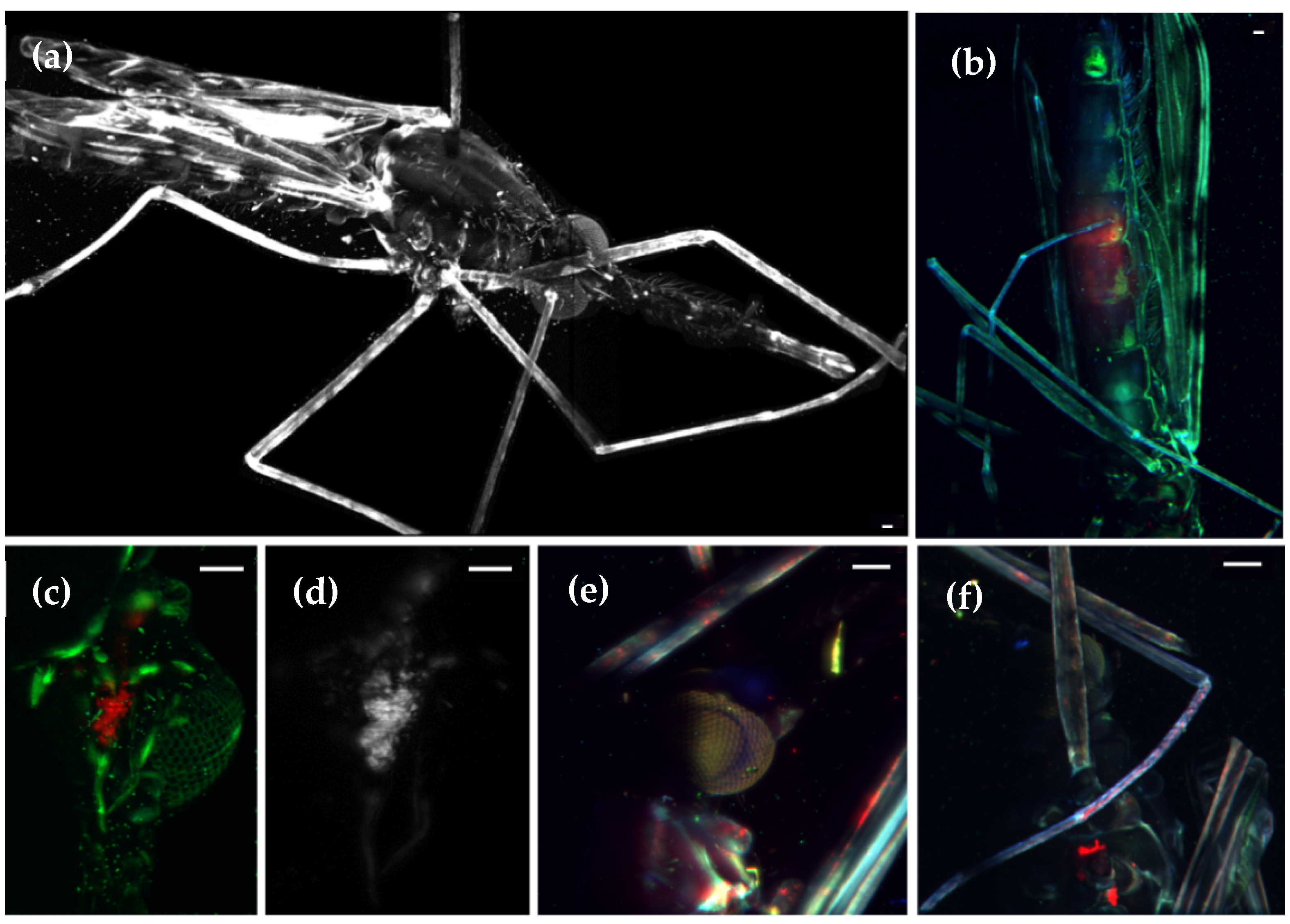Photonics 09 00208 g003