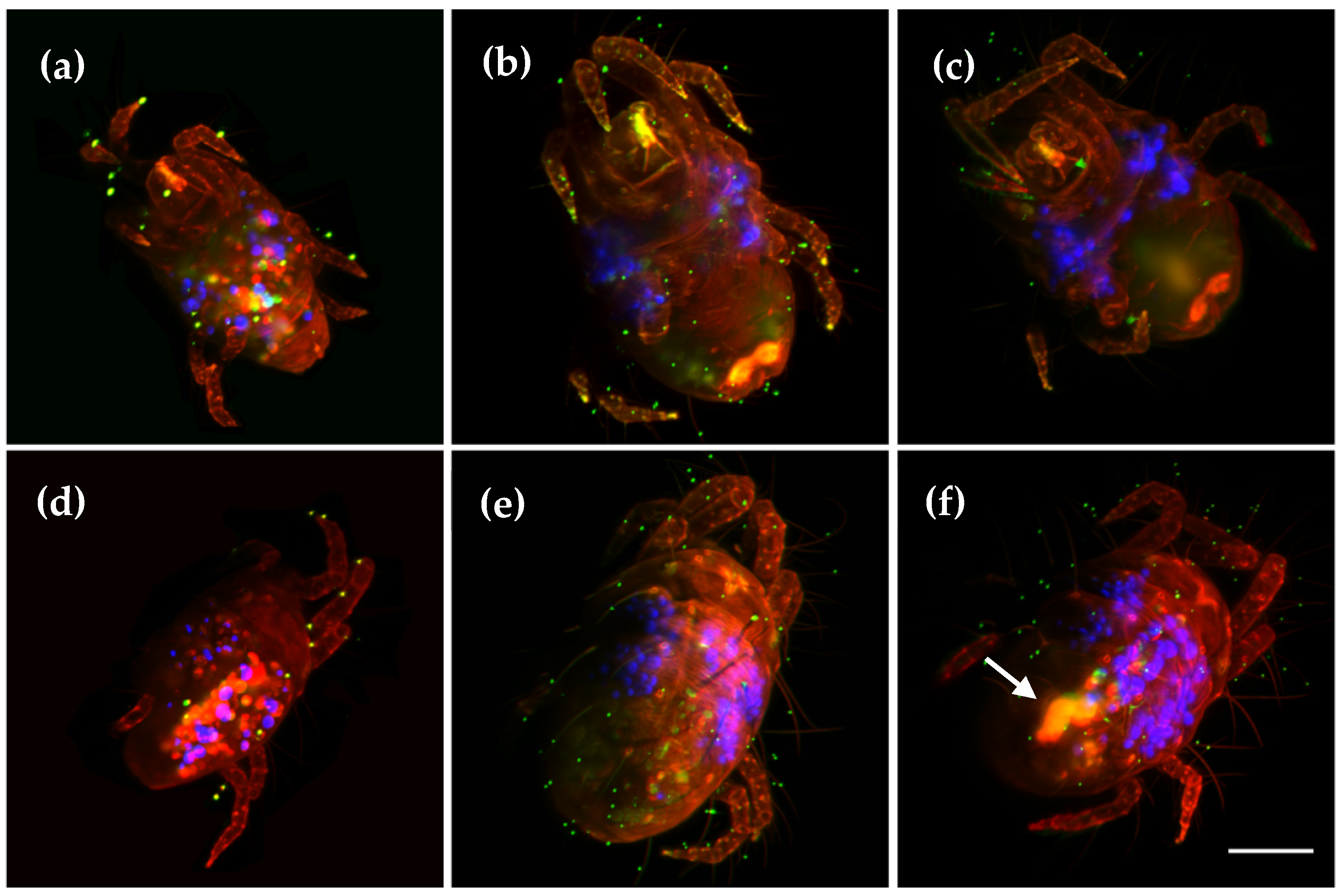 Photonics 09 00208 g004